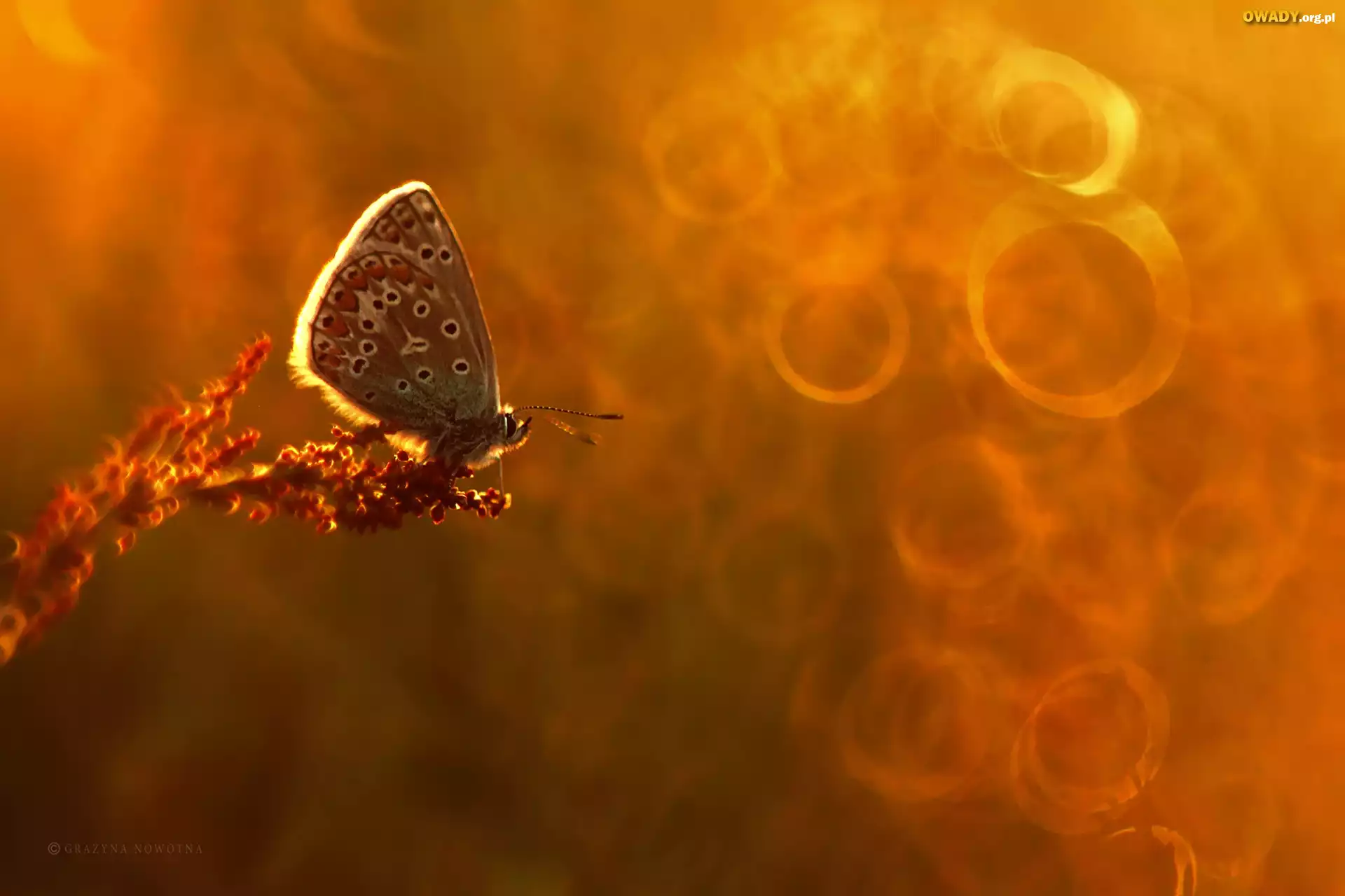 Motyl, Modraszek, Bokeh