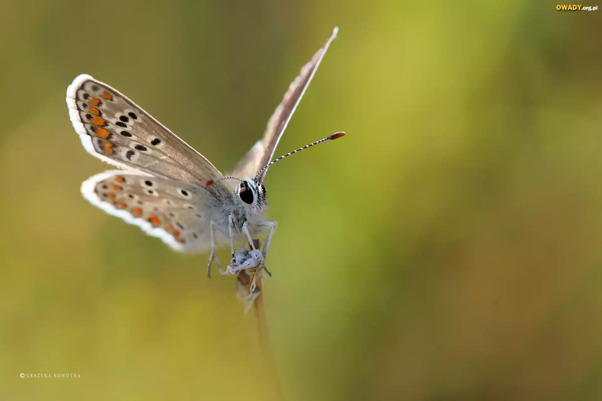 Motyl, Modraszek, Owad