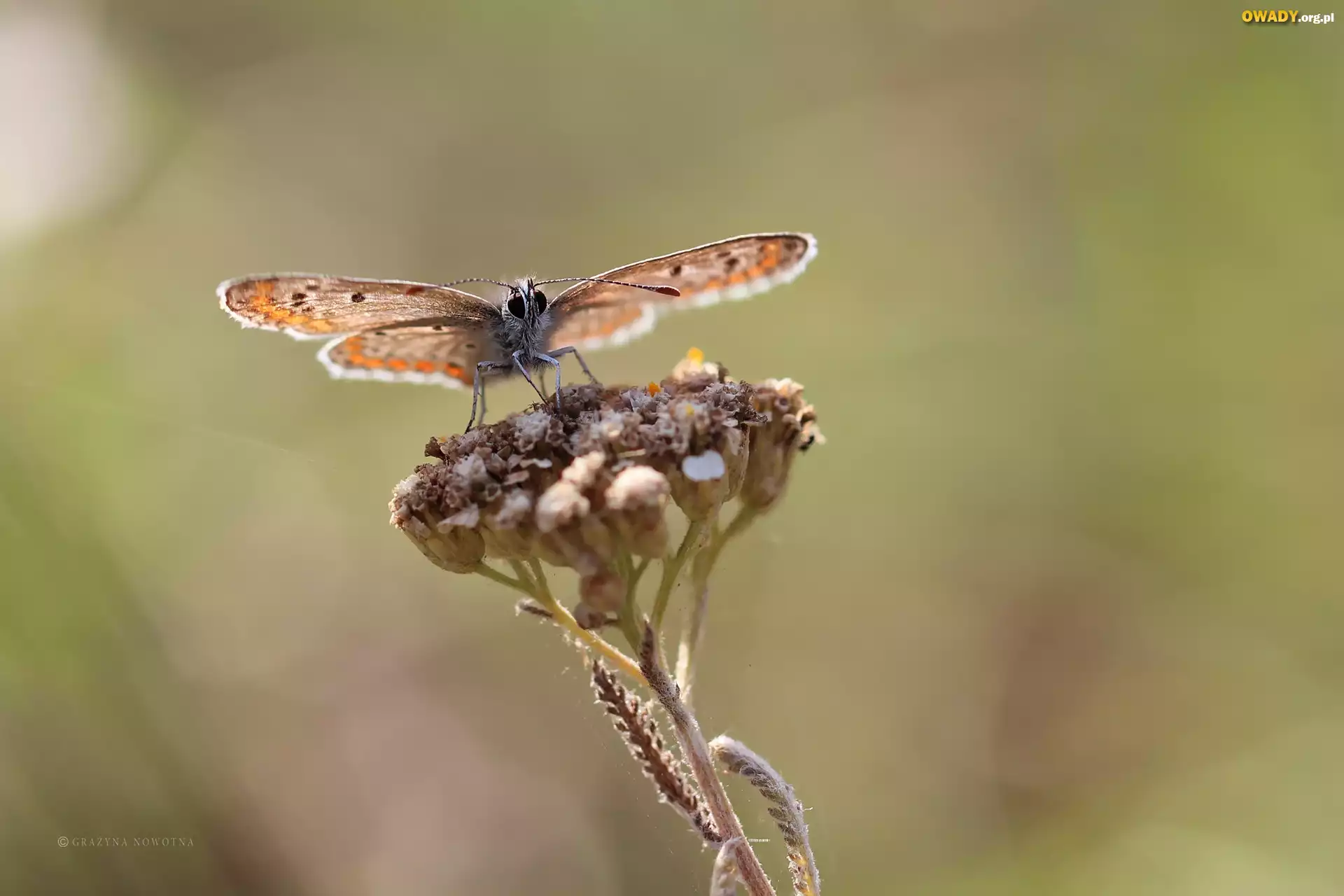 Motyl, Modraszek, Owad