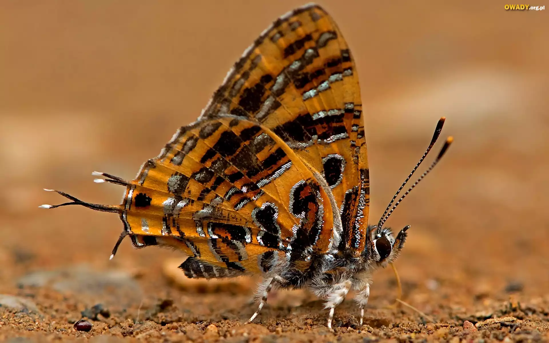 Motyl
