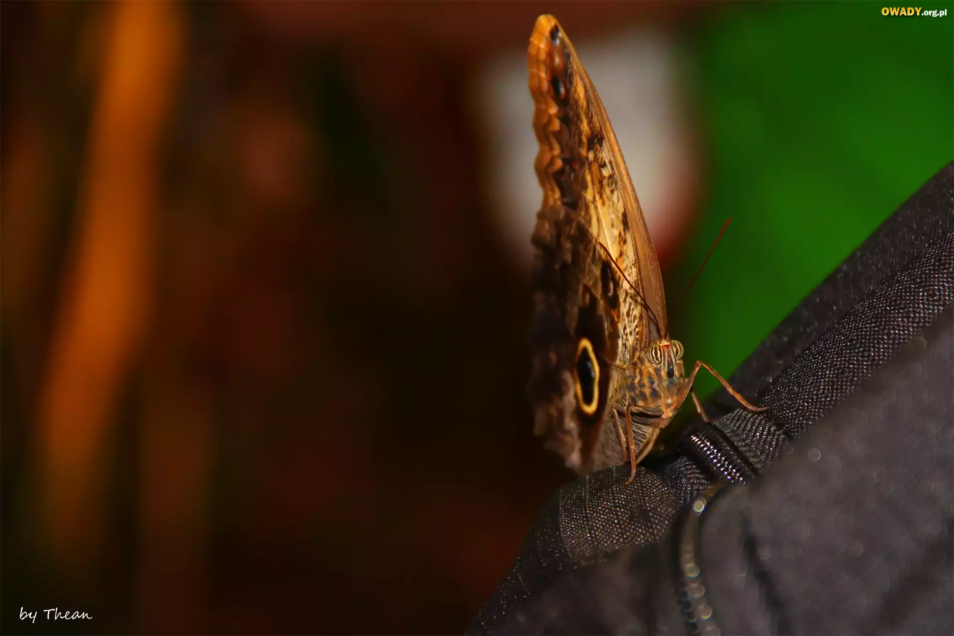 Motyl
