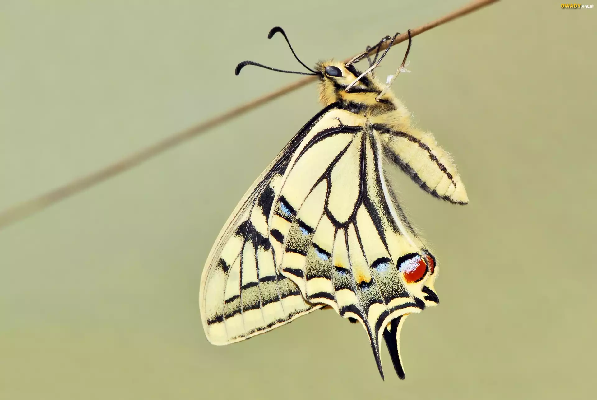 Motyl, Paź królowej