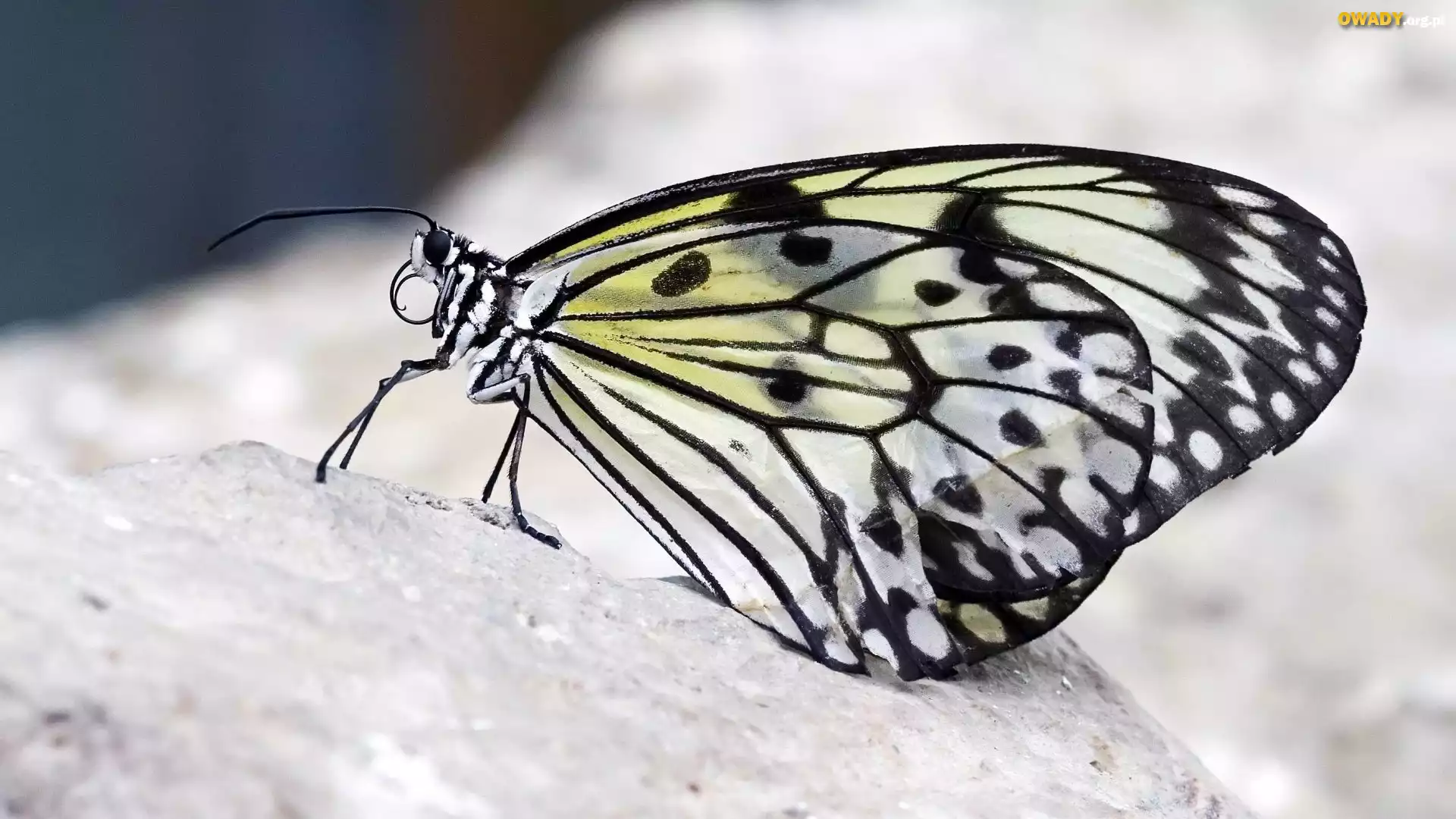 Motyl