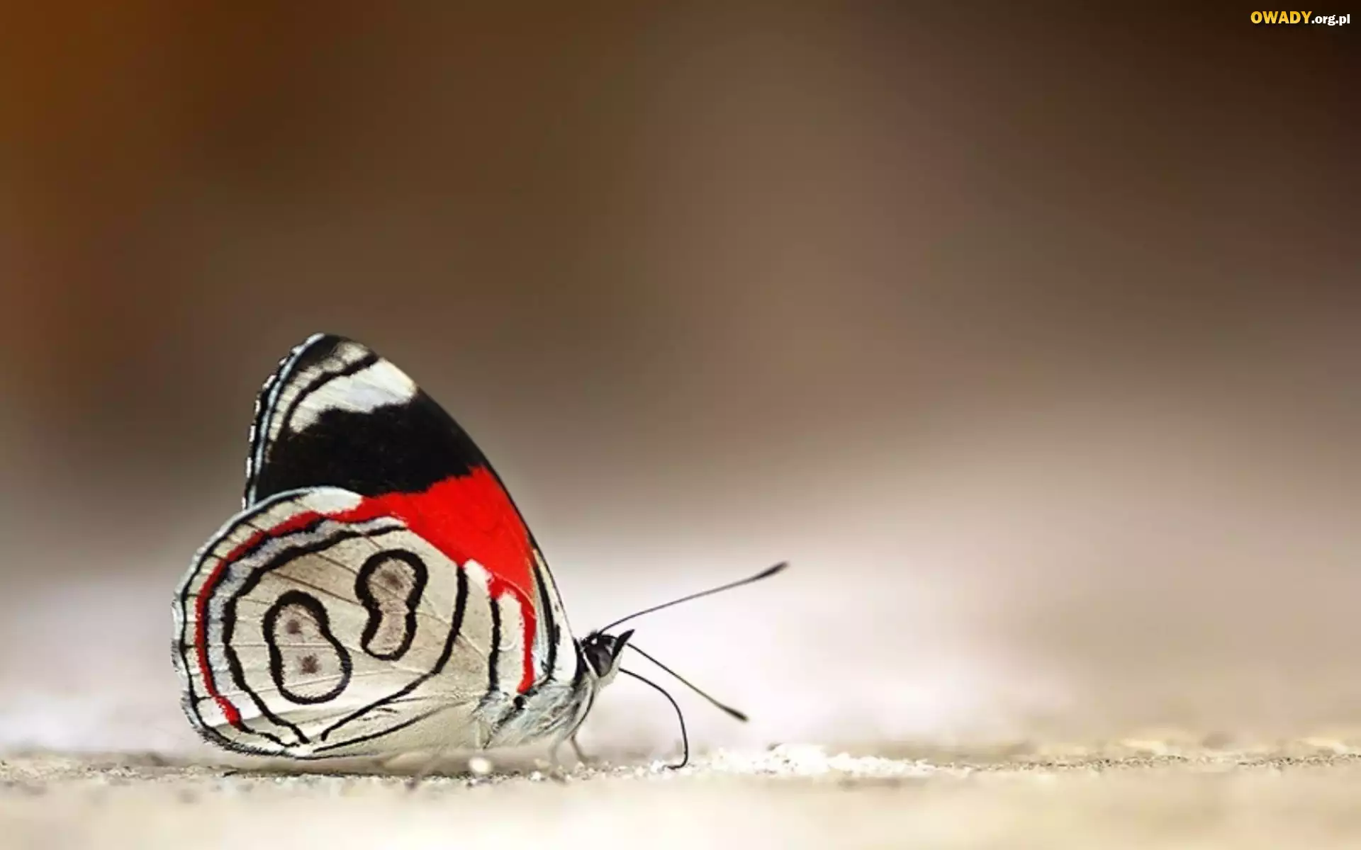 Motyl