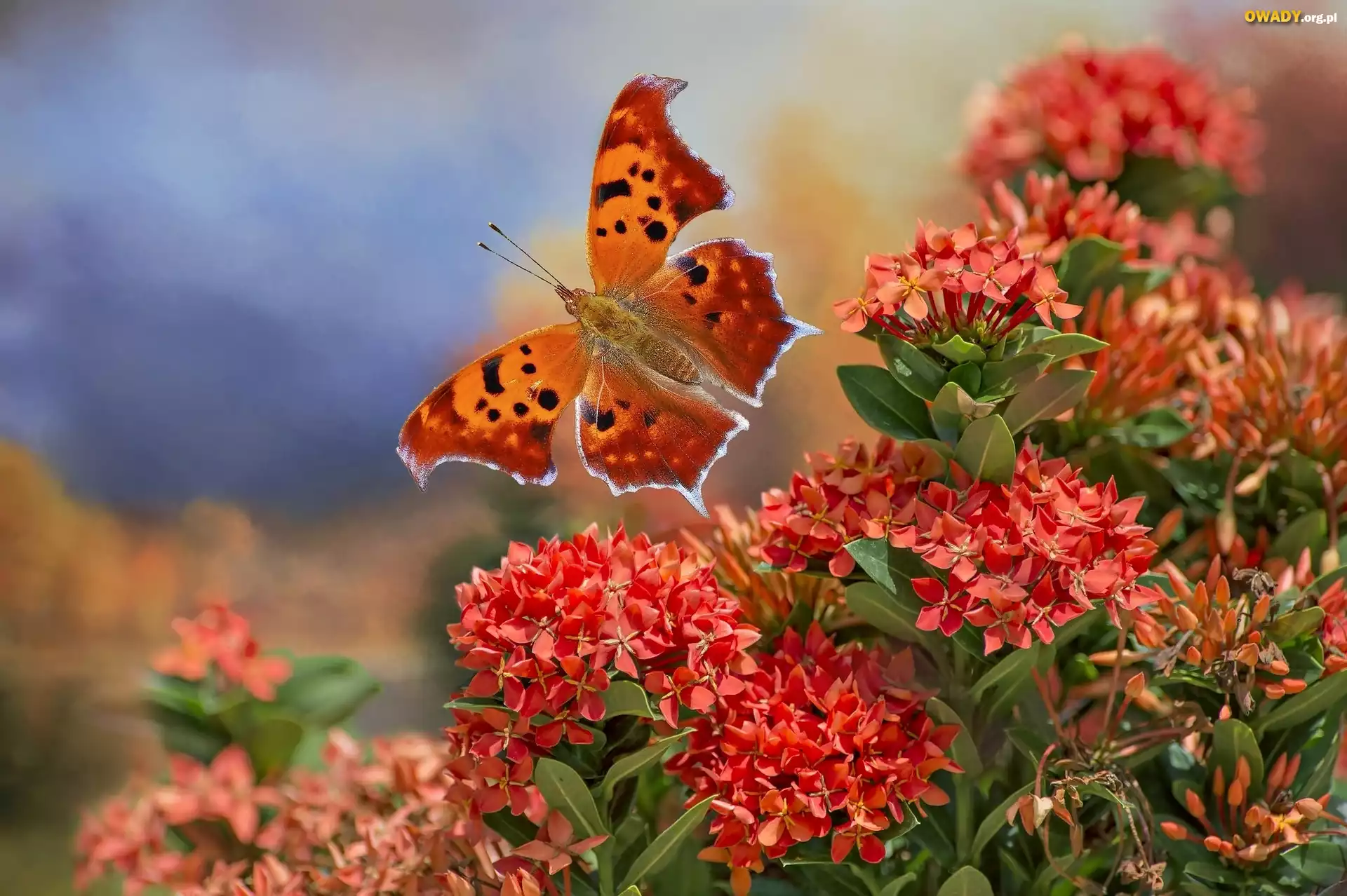 Motyl, Rusałka ceik, Różanecznik