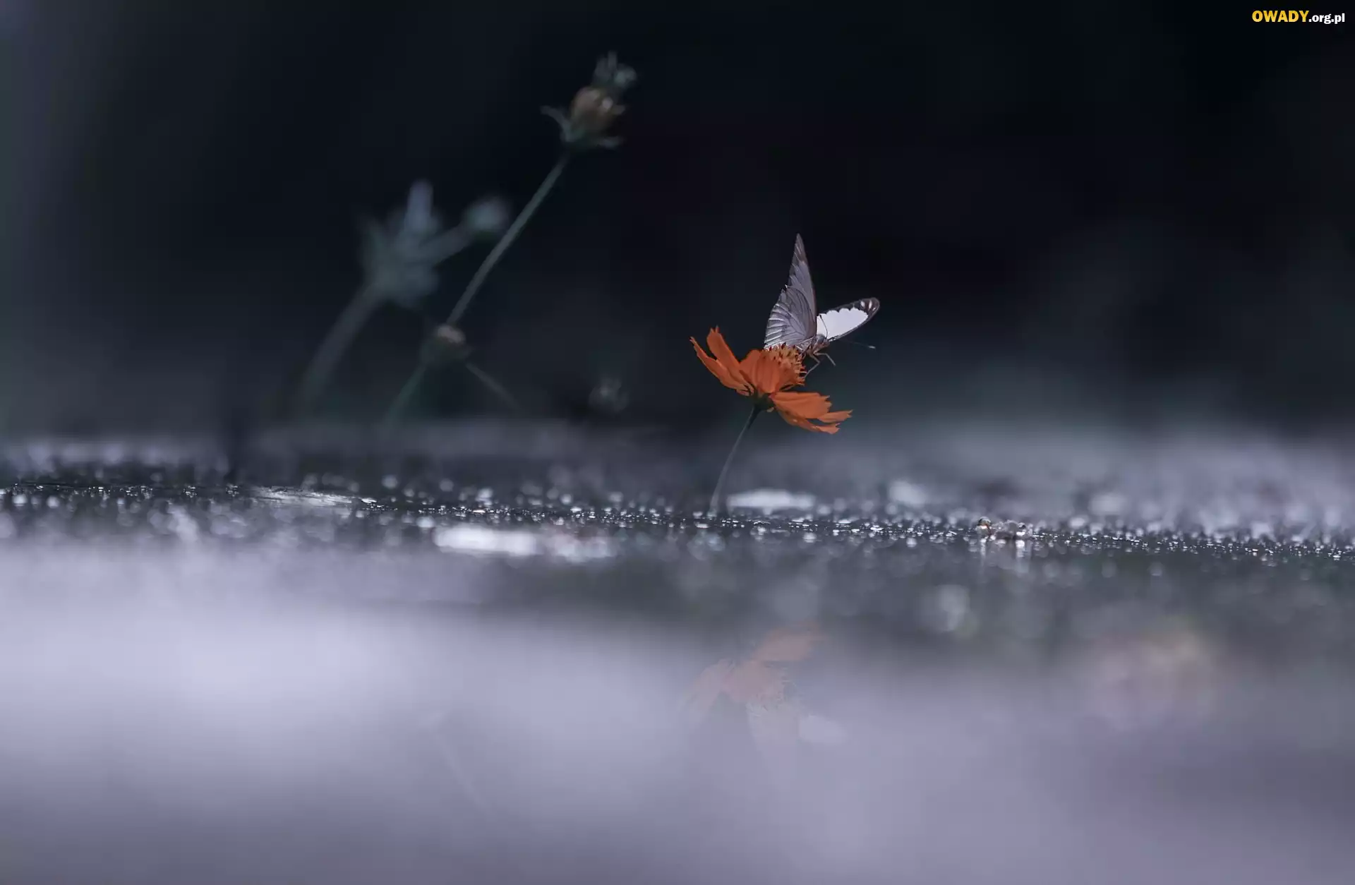 Biały, Motyl, Kwiatek