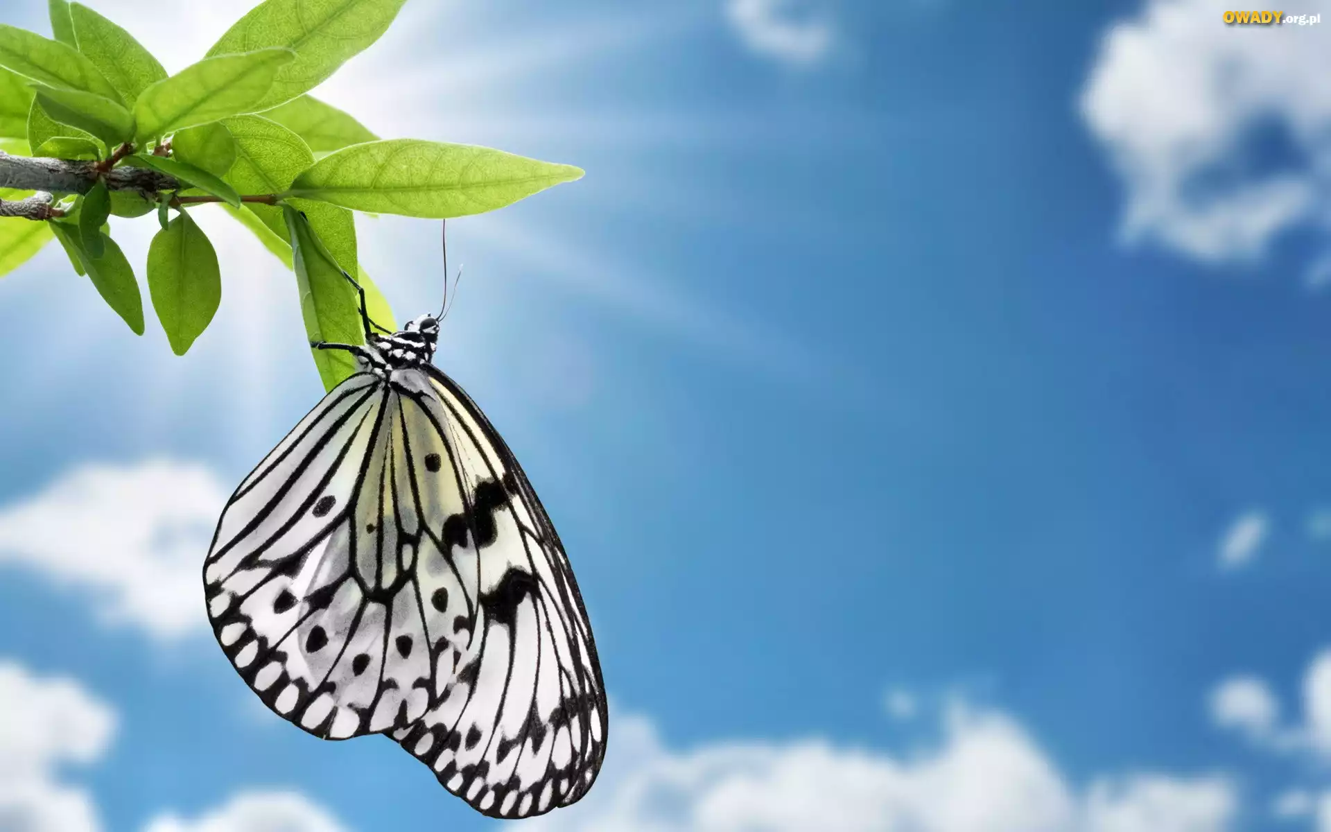 Biały, Motyl, Niebo