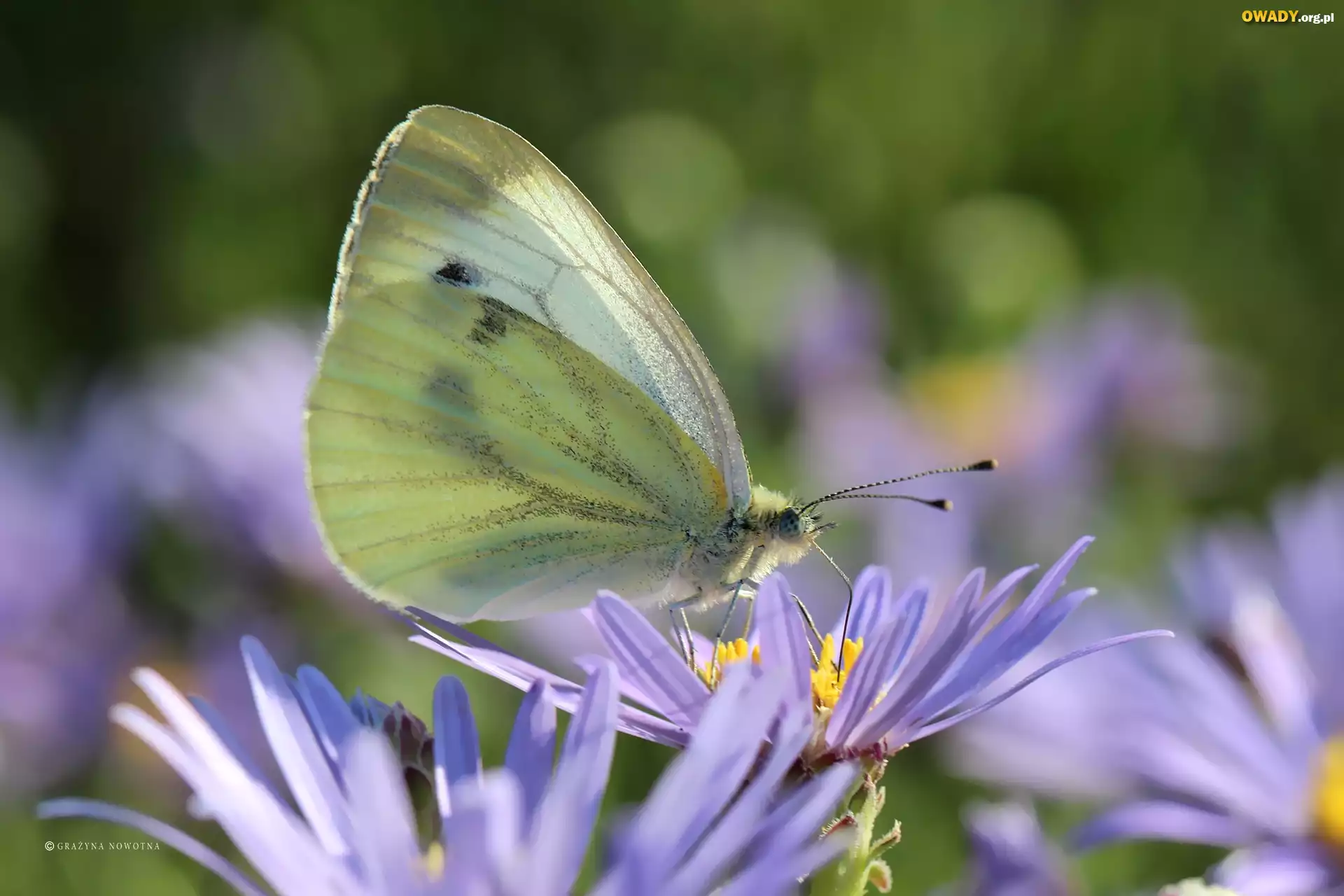 Motyl, Bielinek, Owad, Biały, Astry