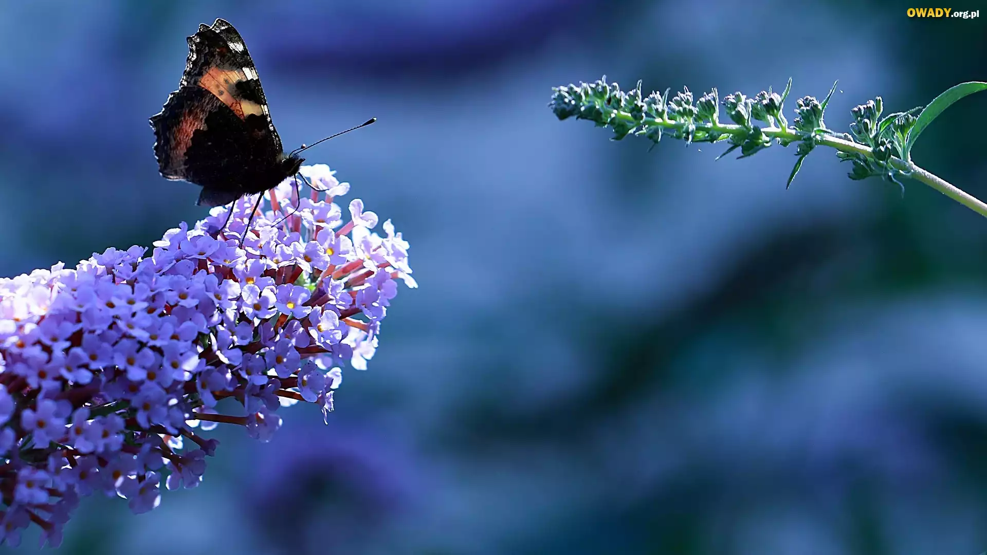 Motyl rusałka admirał, Kwiat, Budleja Dawida