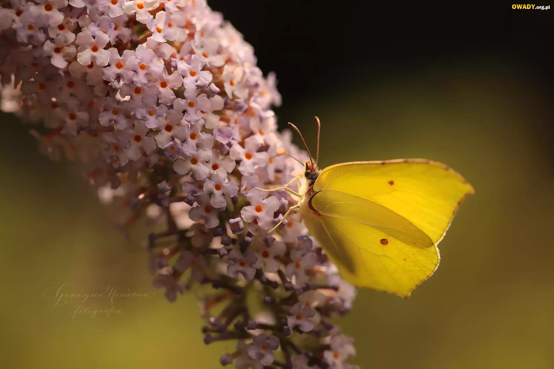 Motyl, Latolistek cytrynek, Budleja
