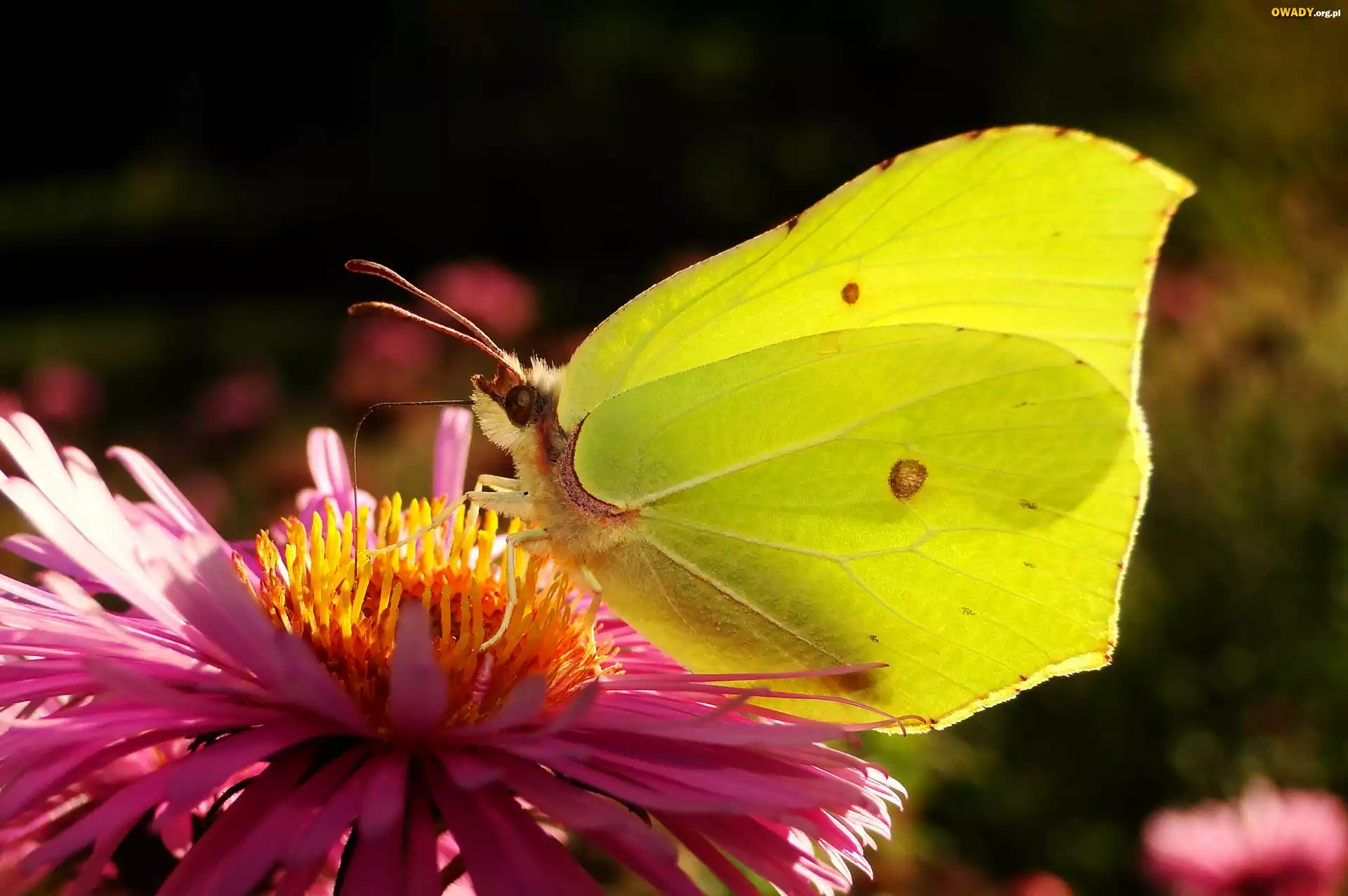 Motyl, Latolistek cytrynek, Kwiat, Aster