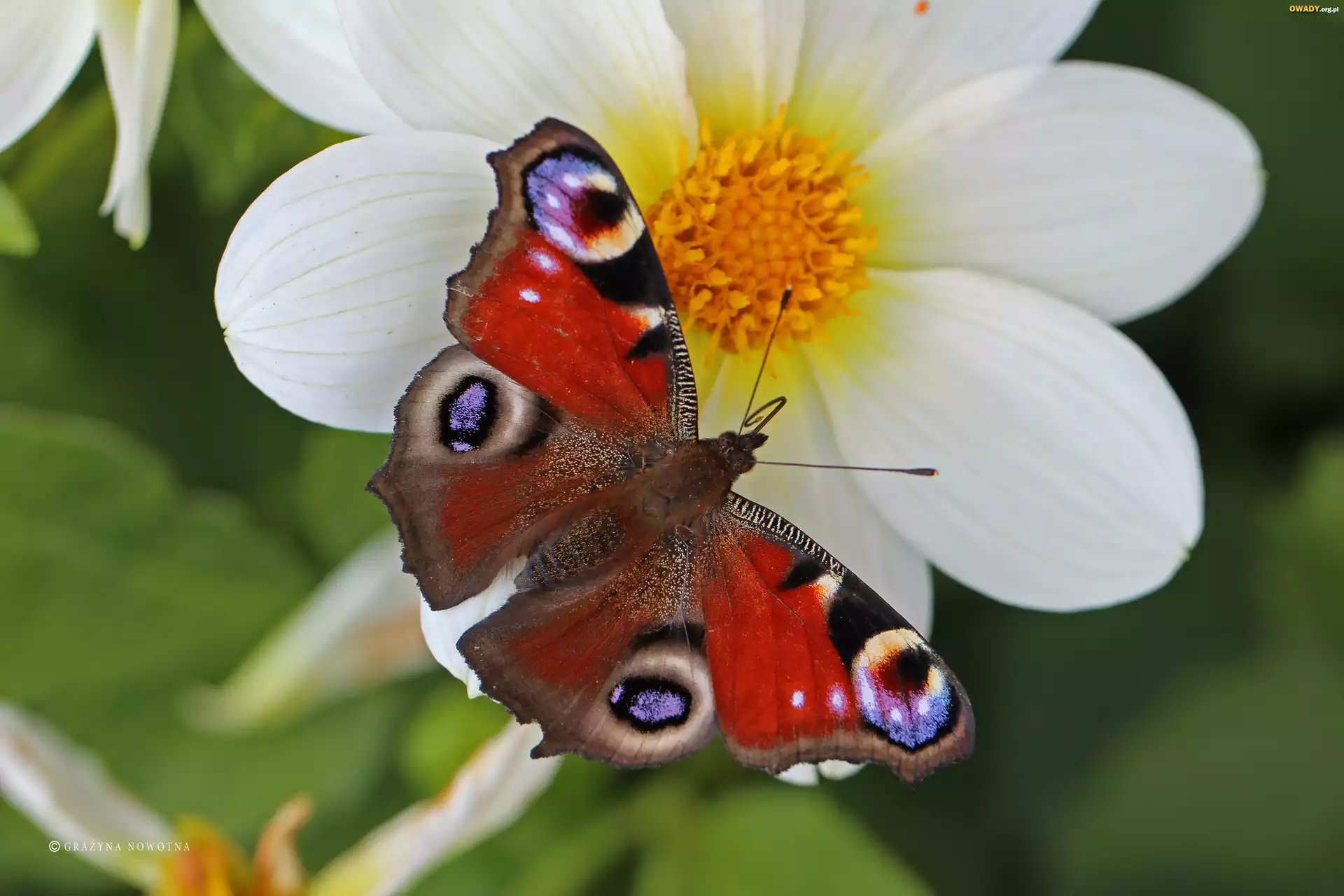Motyl, Rusałka Pawik, Czerwony, Owad