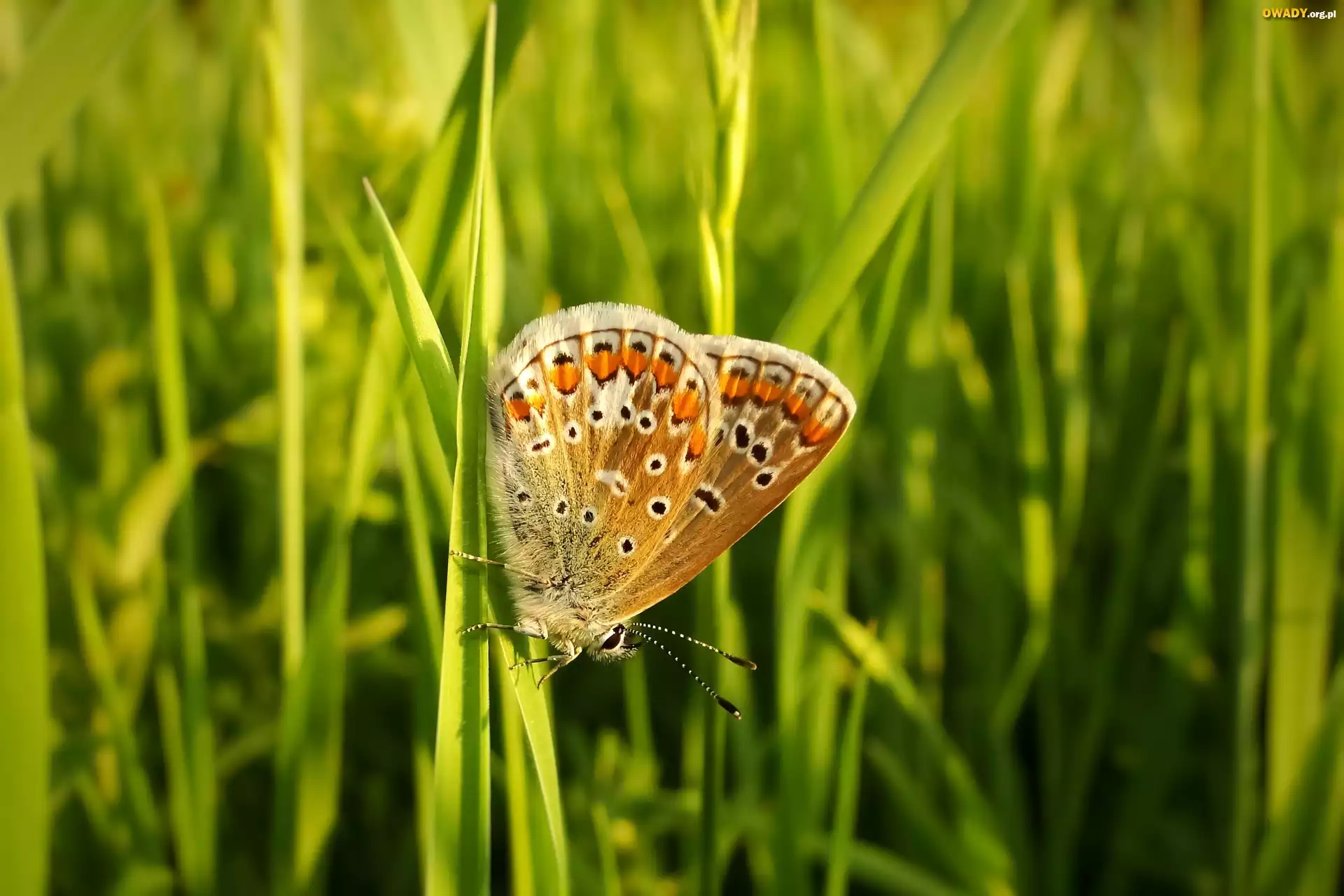 Motyl, Modraszek agestis, Źdźbła, Trawa