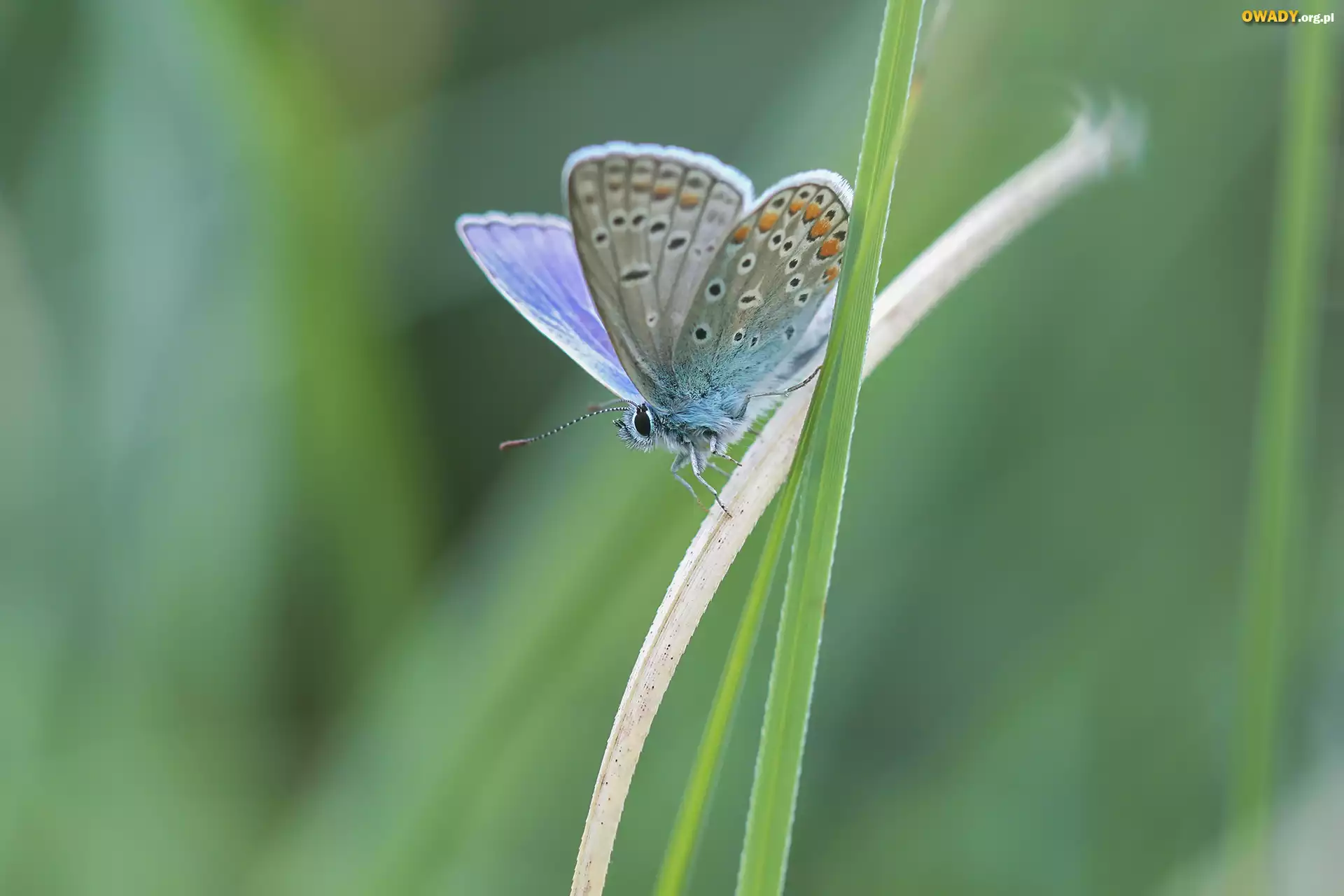 Motyl, Modraszek ikar, Źdźbła, Trawa