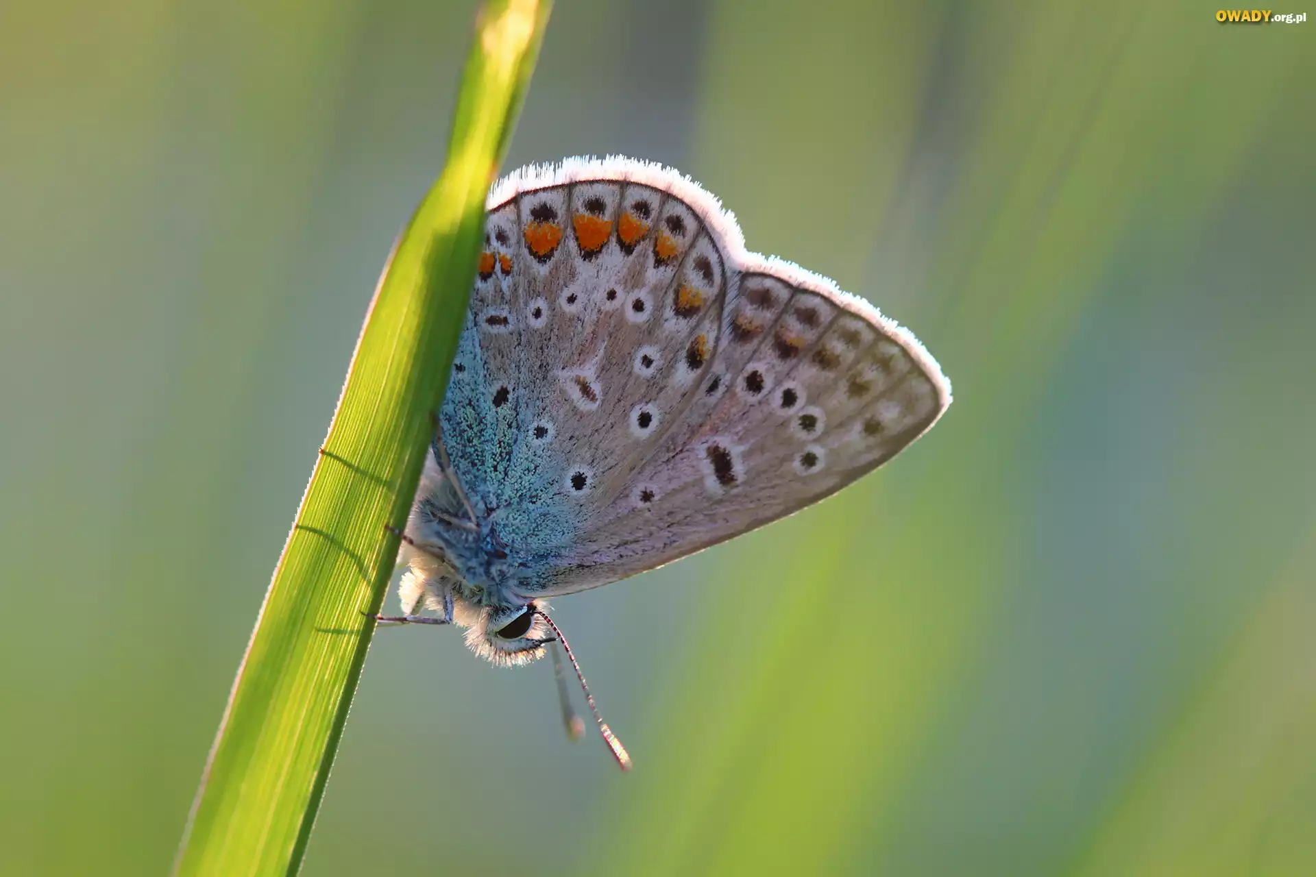 Motyl, Modraszek ikar, Źdźbło, Trawa