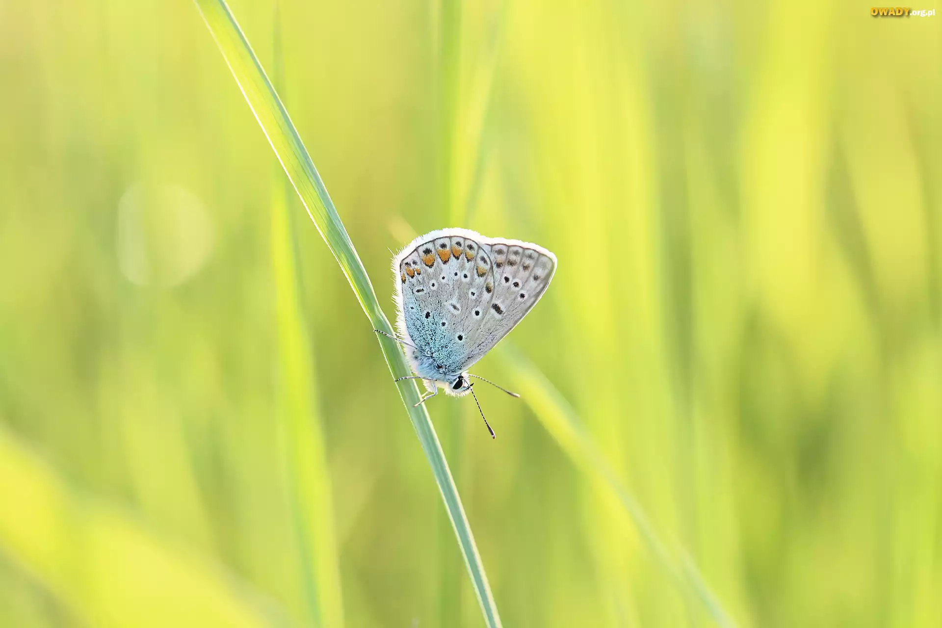 Motyl, Modraszek, Źdźbło, Trawa