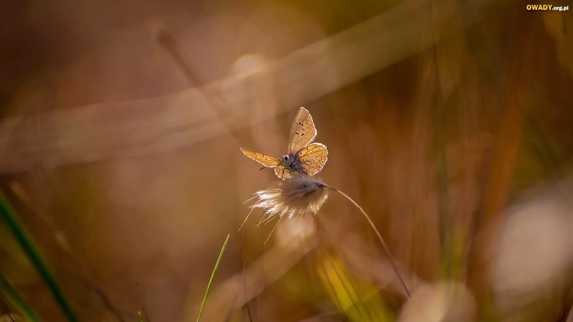 Motyl, Modraszek, Źdźbło, Trawy