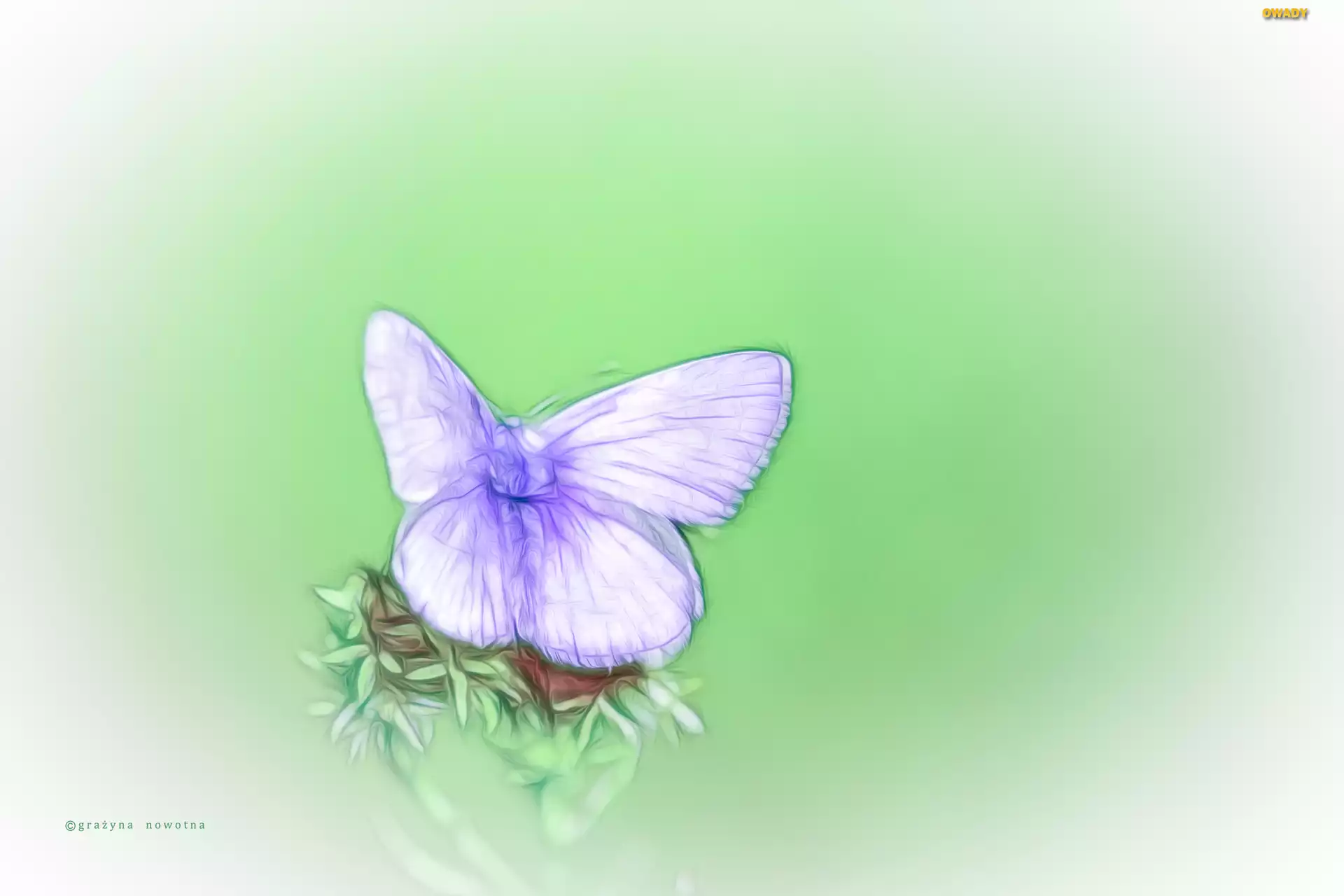 Motyl, Fractalius