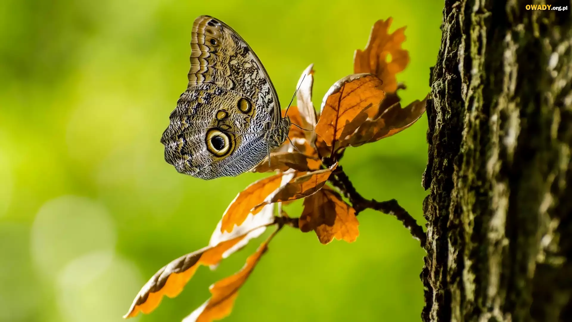 Motyl, Caligo eurilochus, Gałązka, Liście