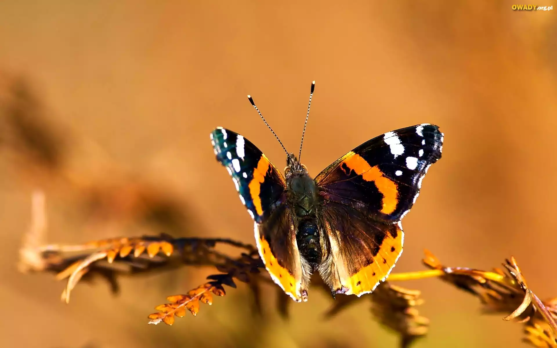Motyl, Gałązka