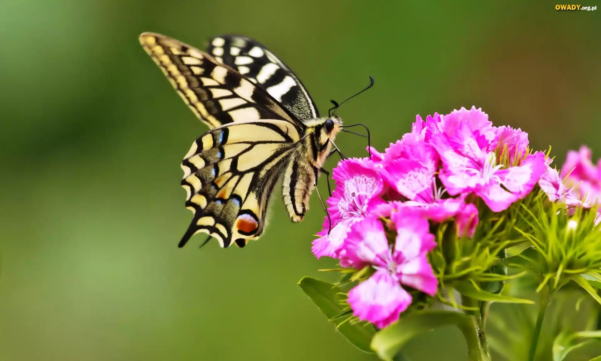 Motyl, Paź, Królowej, Goździki