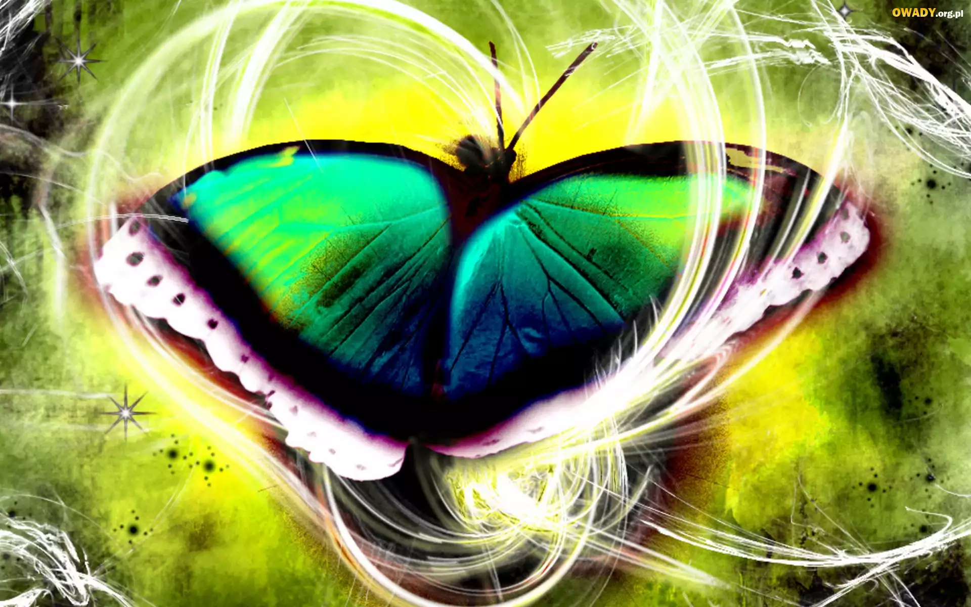 Motyl, Grafika