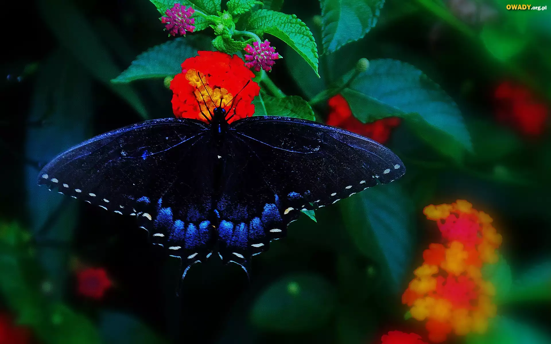 Granatowy, Motyl, Kwiaty