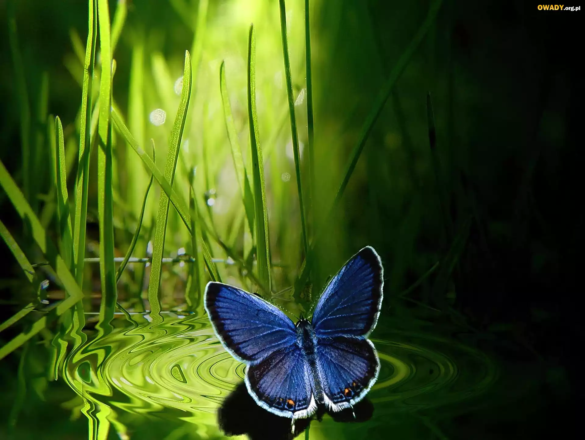 Granatowy, Motyl, Trawa