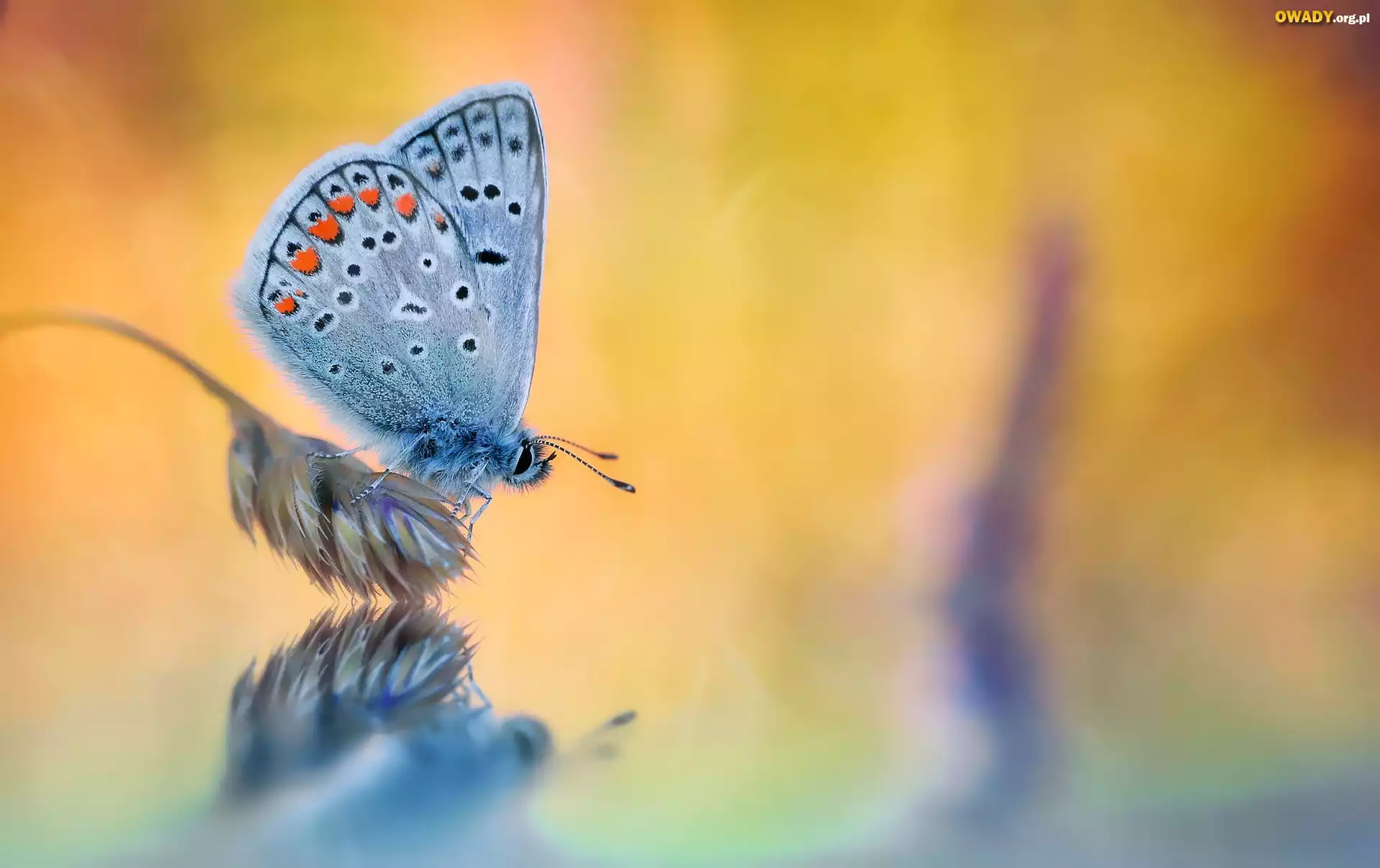 Motyl, Modraszek ikar, Roślina