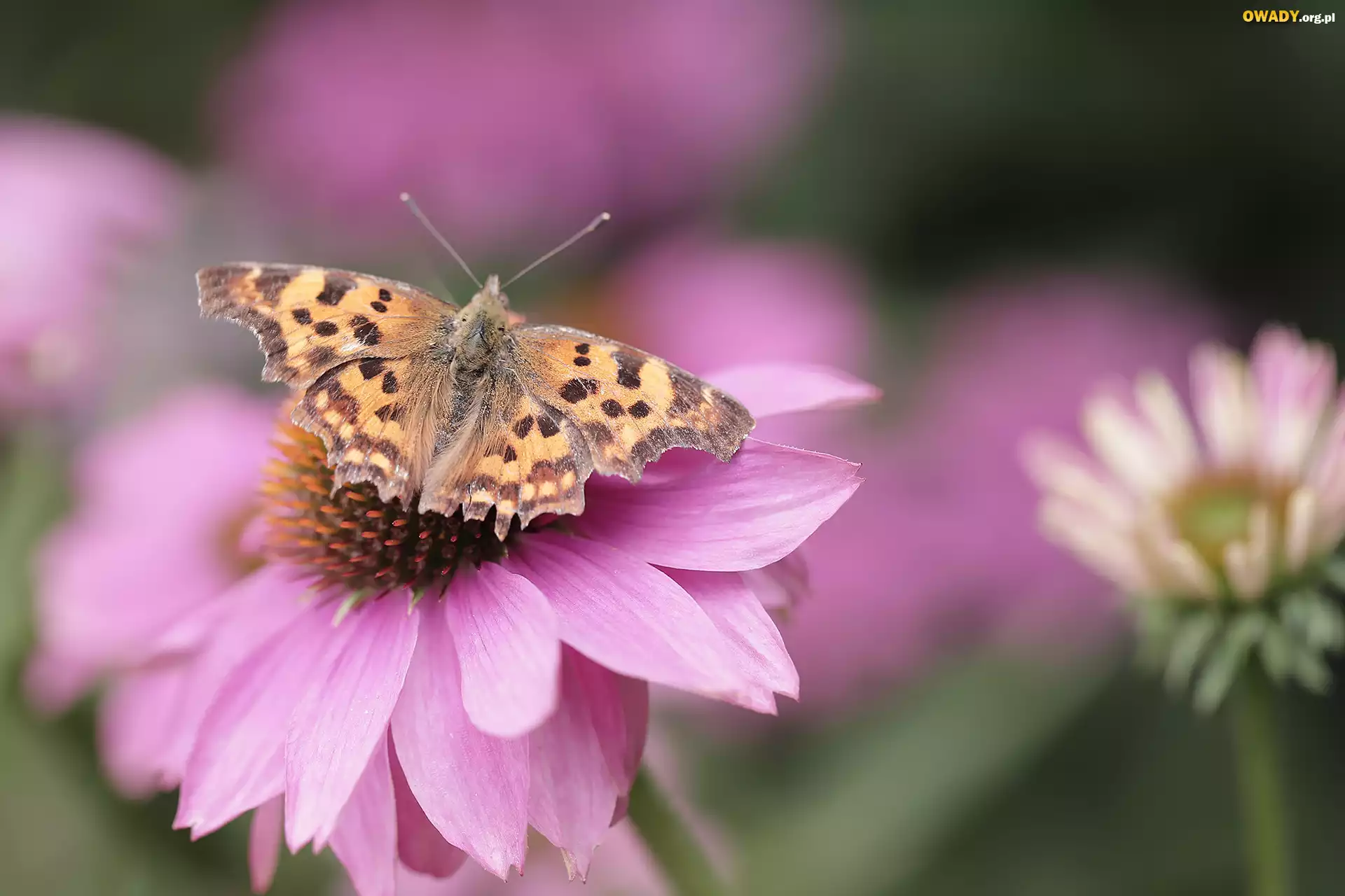 Motyl, Rusałka ceik, Jeżówka, Kwiat