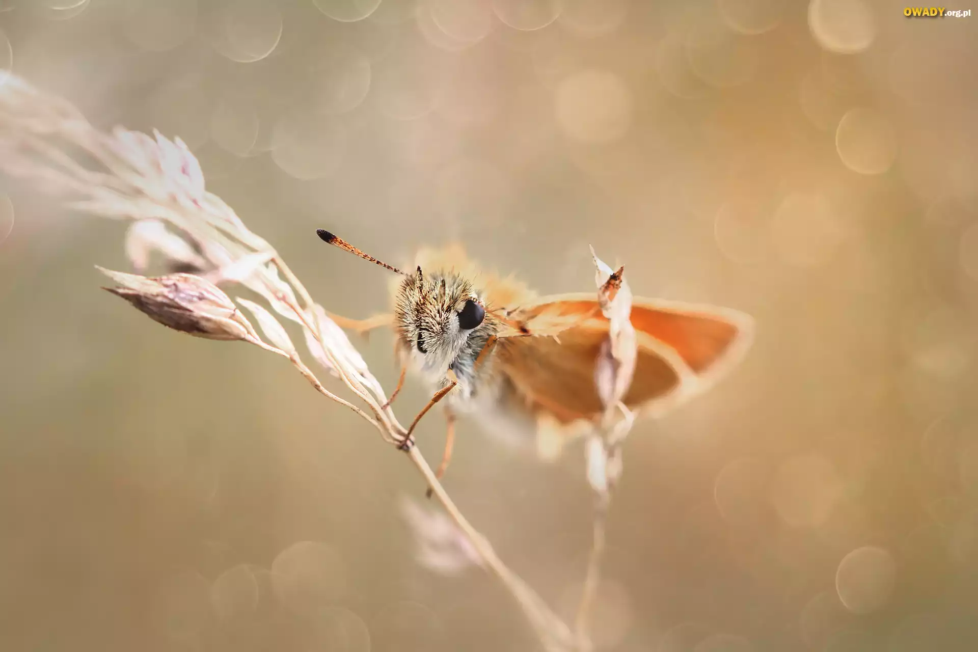 Karłątek, Motyl, Źdźbło