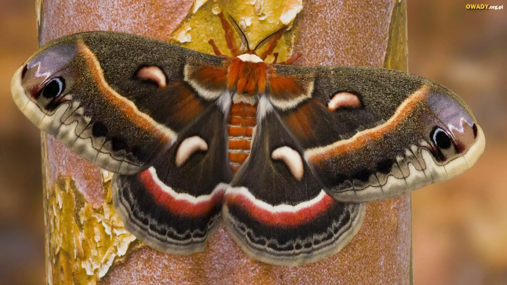 Kolorowy, Motyl, Drzewo