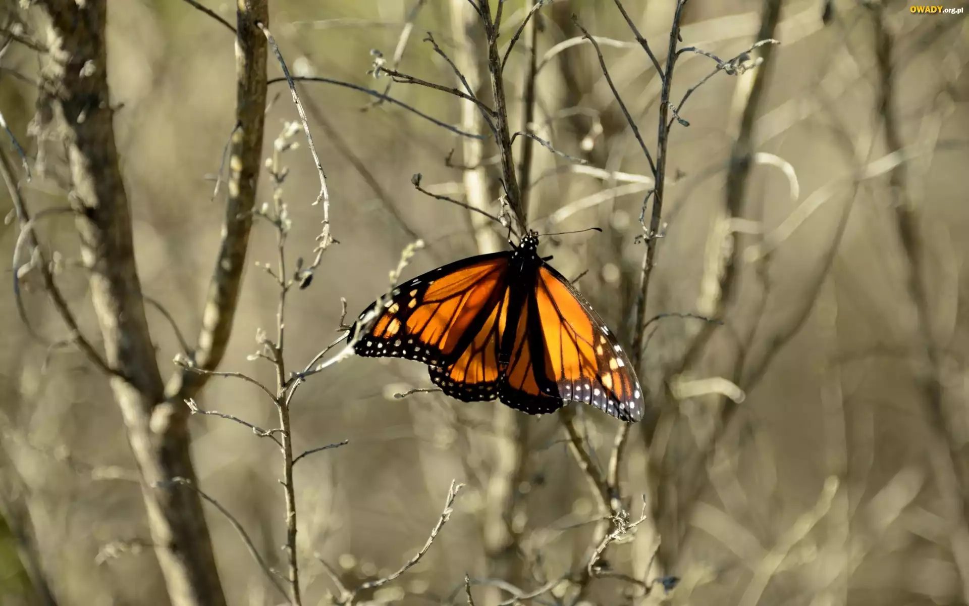 Kolorowy, Motyl, Jesień