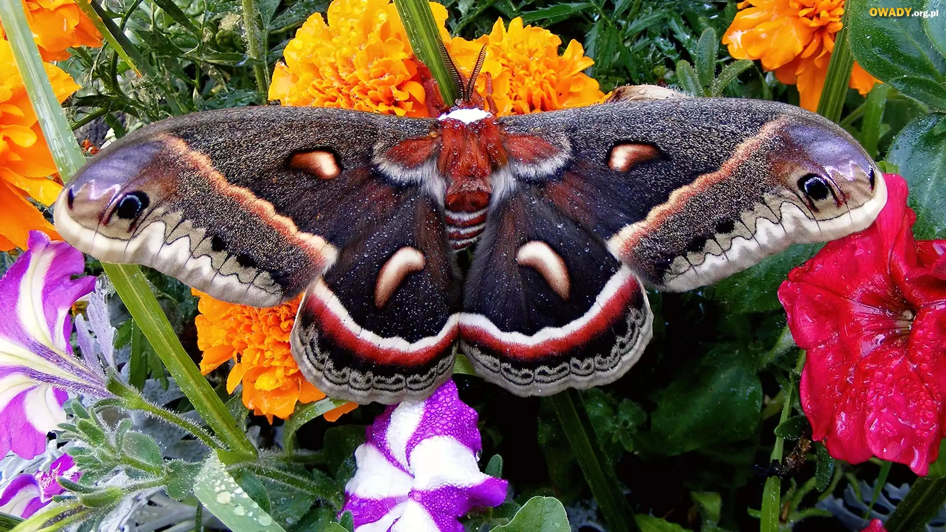 Kolorowy, Motyl, Kwiaty