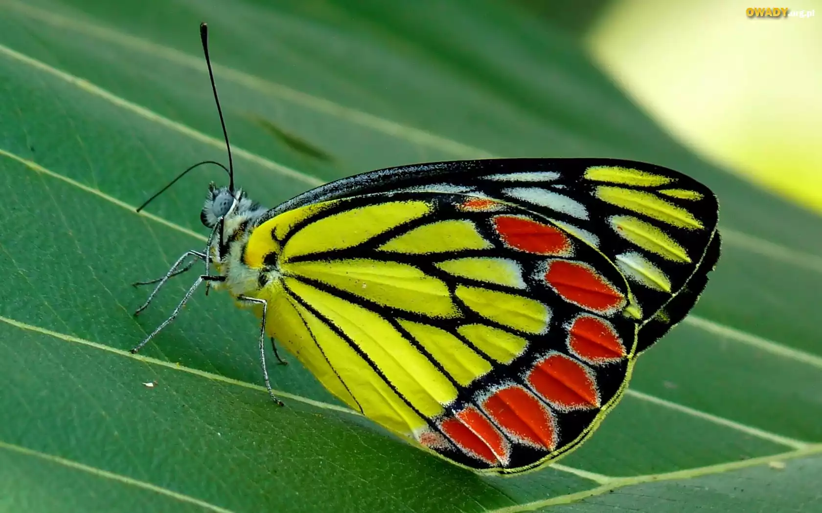 Kolorowy, Motyl, Liść