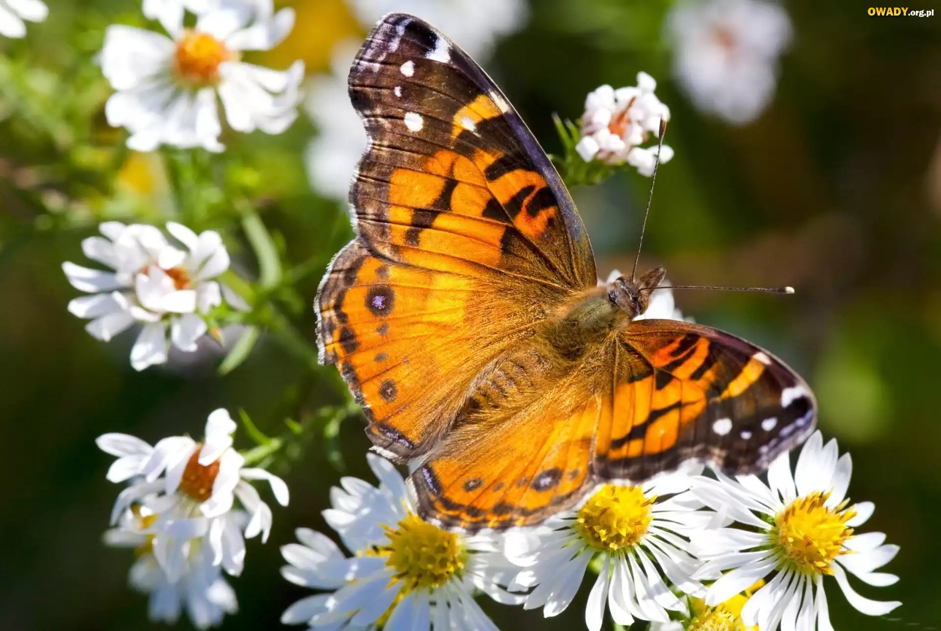 Kolorowy, Motyl, Rumianki