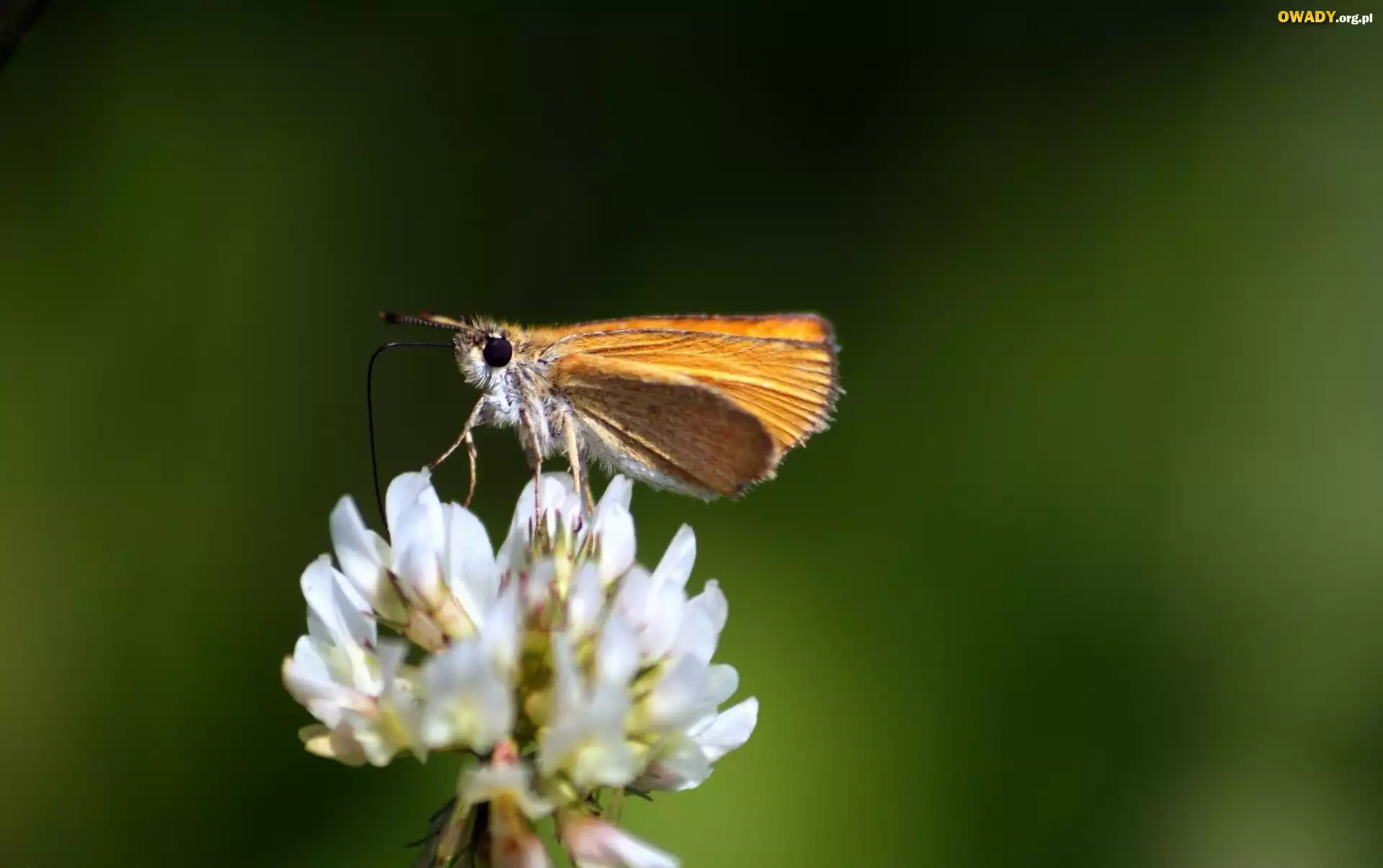 Motyl, Koniczyna