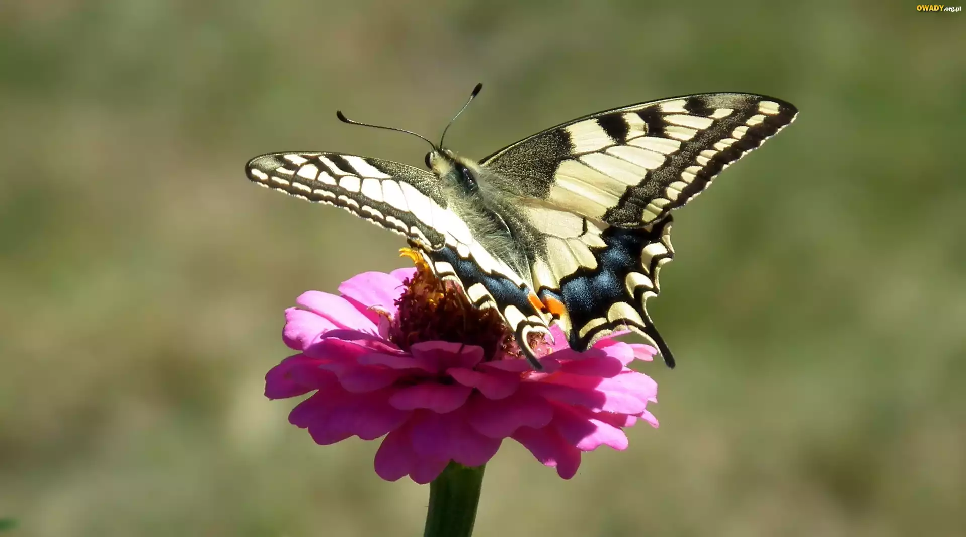 Motyl, Paż królowej, Kwiat