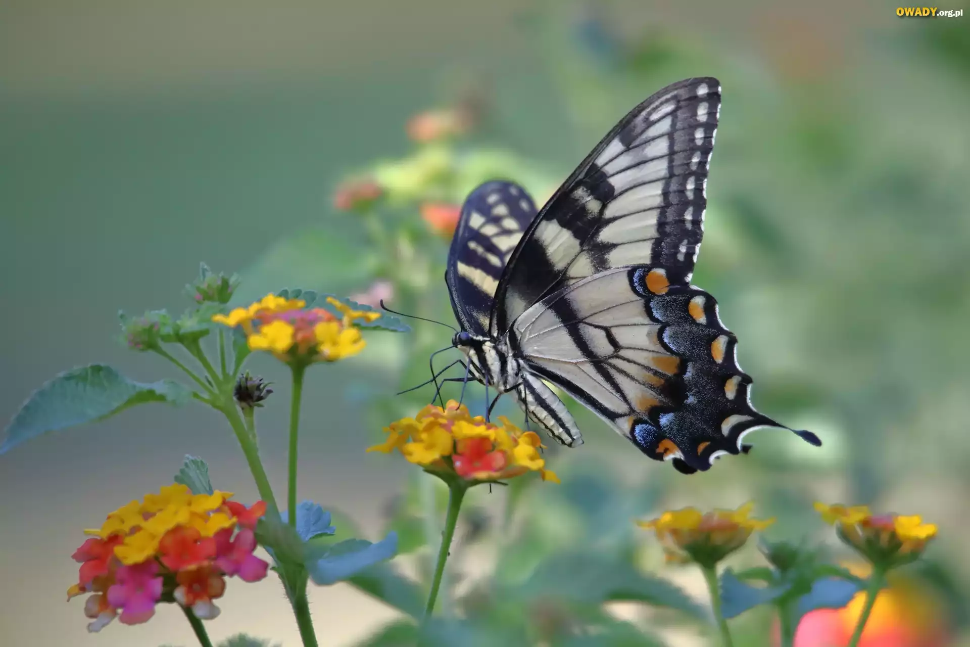 Motyl, Paź królowej, Kwiatki