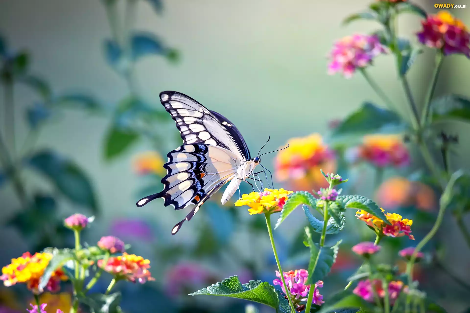 Motyl, Paź królowej, Kwiaty