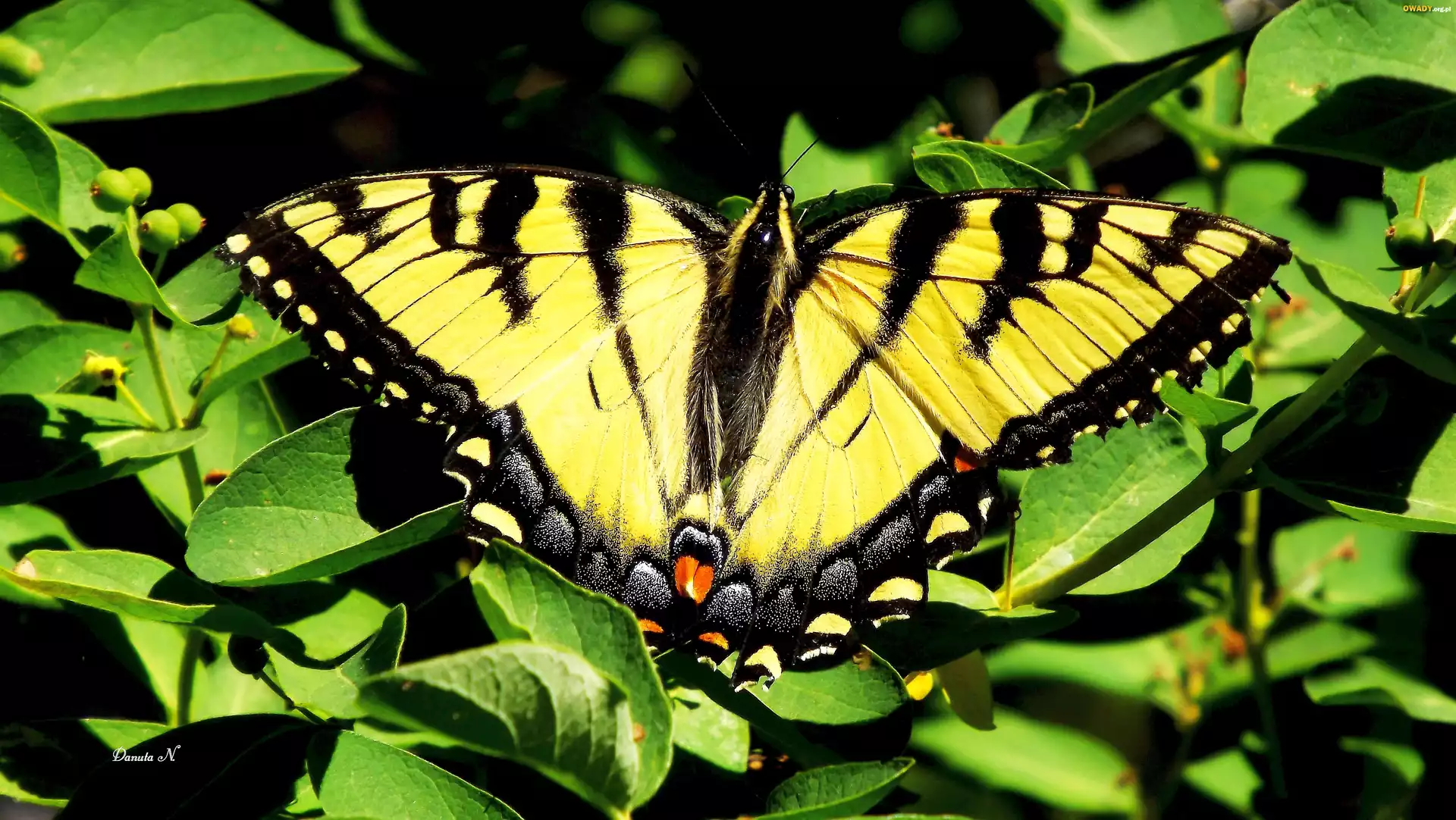 Motyl, Paź, Żeglarz