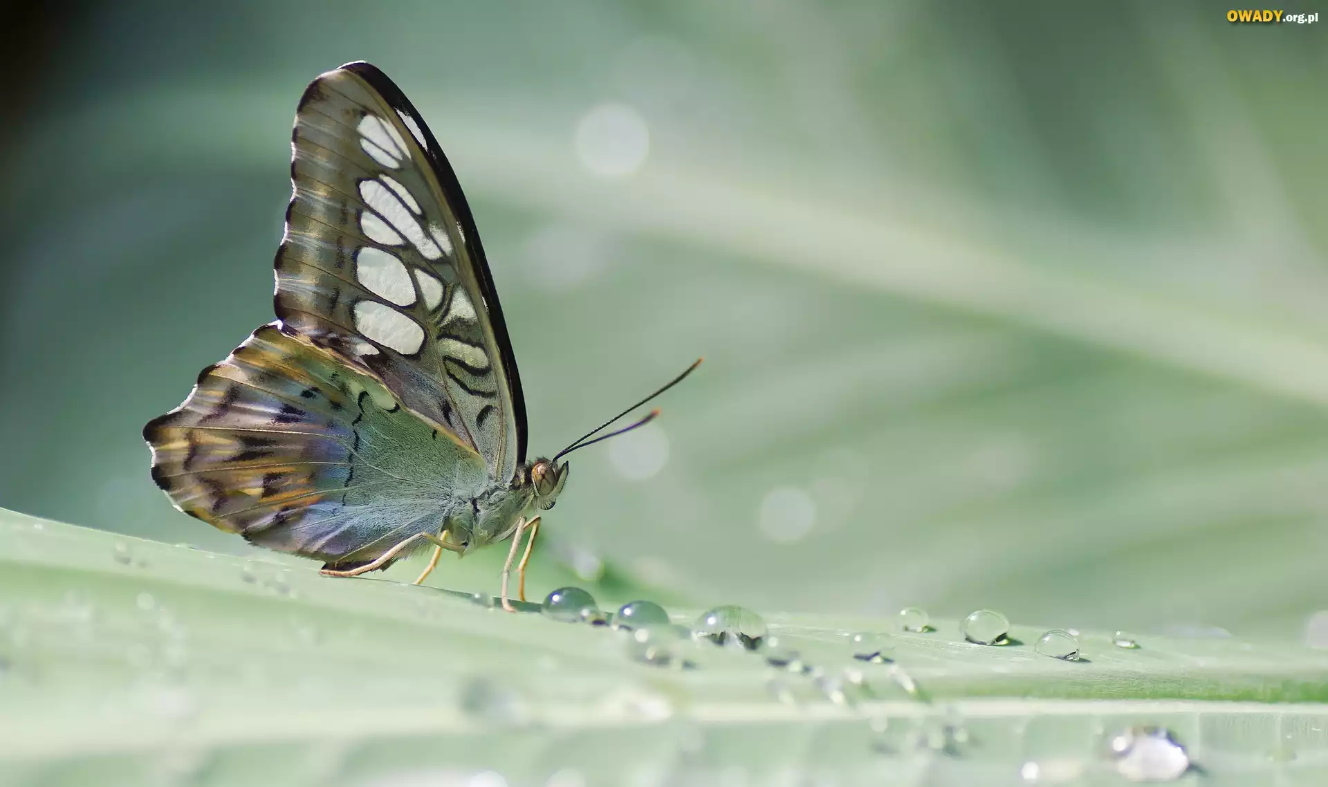 Motyl, Krople