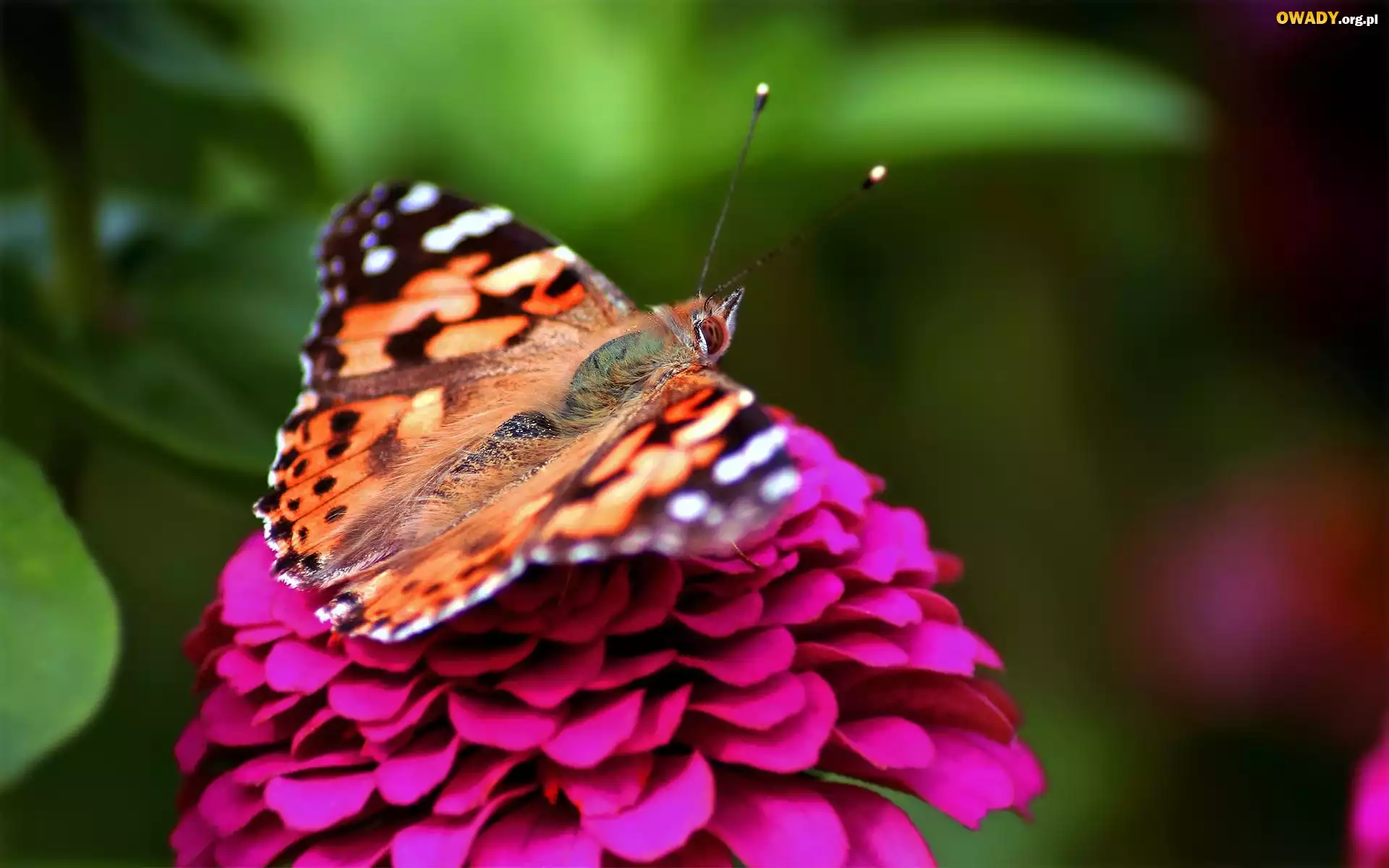 Motyl, Kwiat