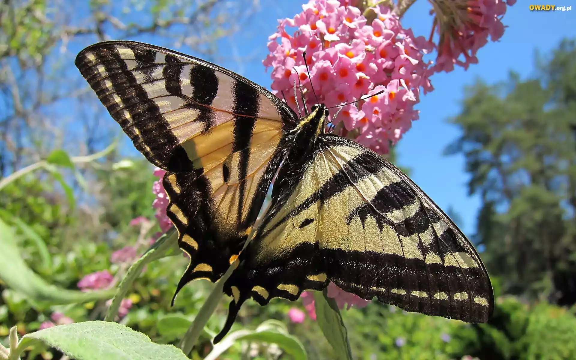 Motyl, Kwiat