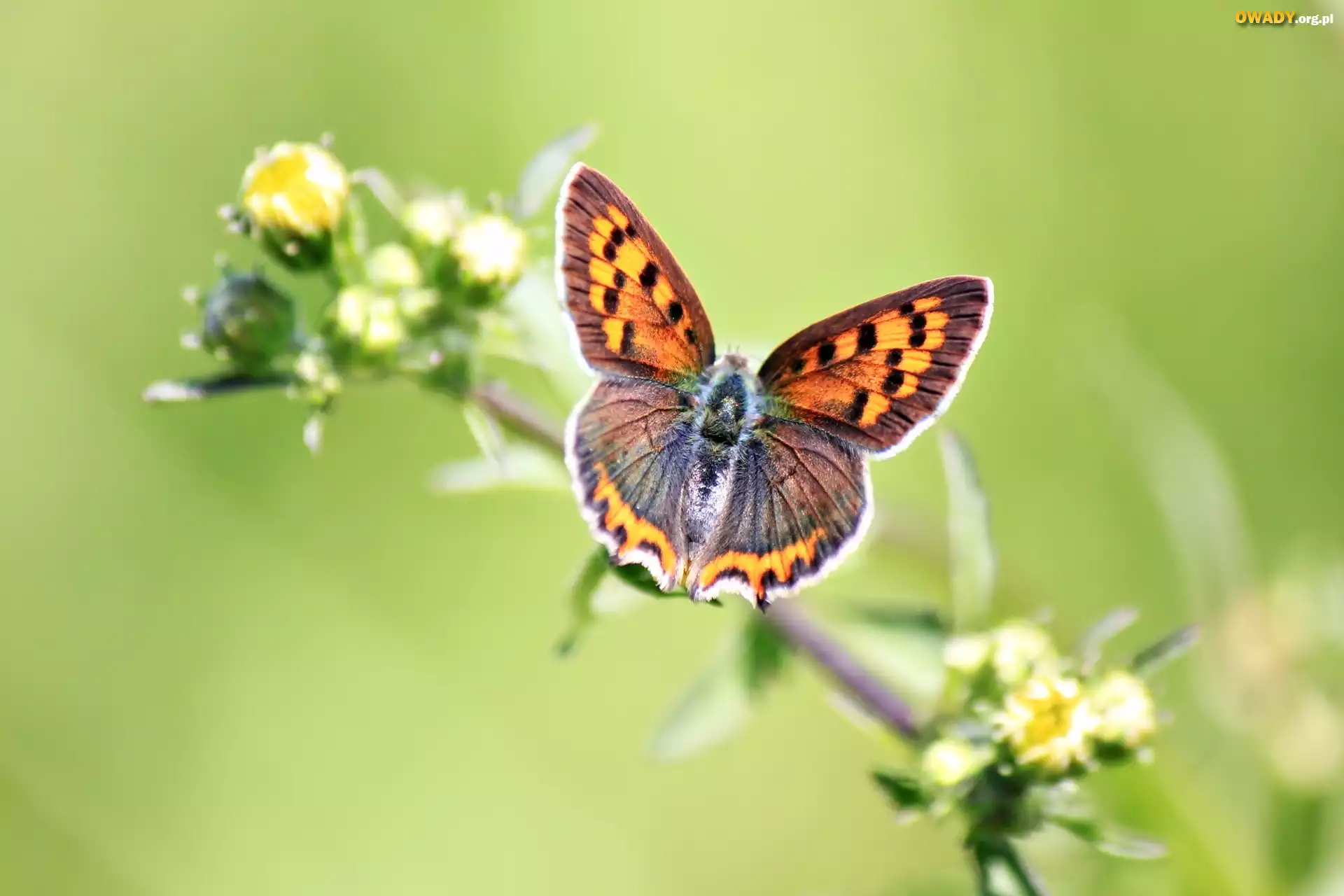 Motyl, Kwiat