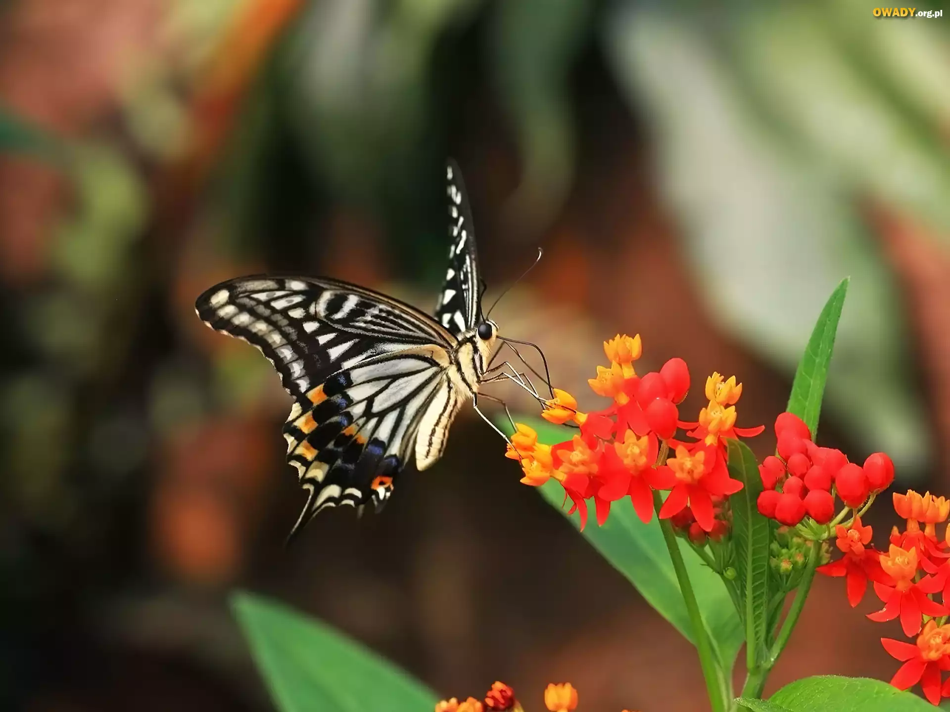 Motyl, Kwiat
