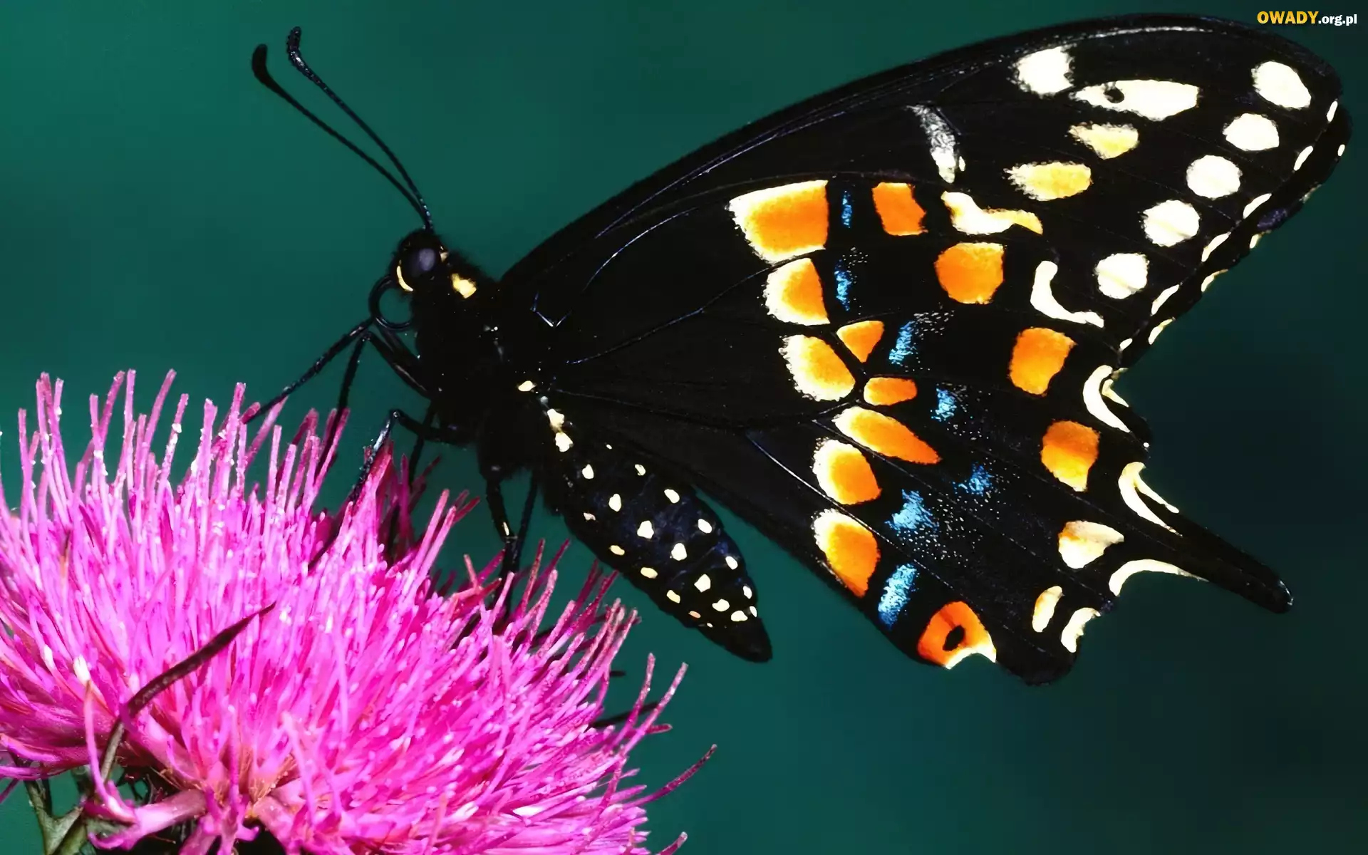 Motyl, Kwiat