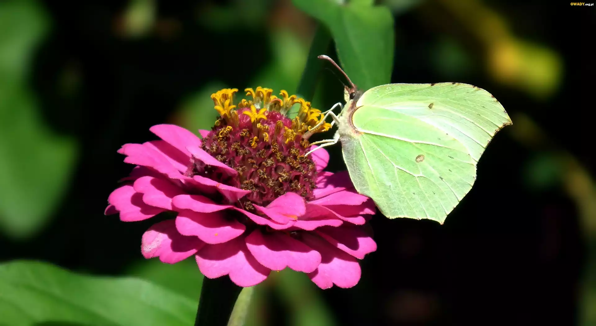 Motyl, Cytrynek, Kwiat, Cynia