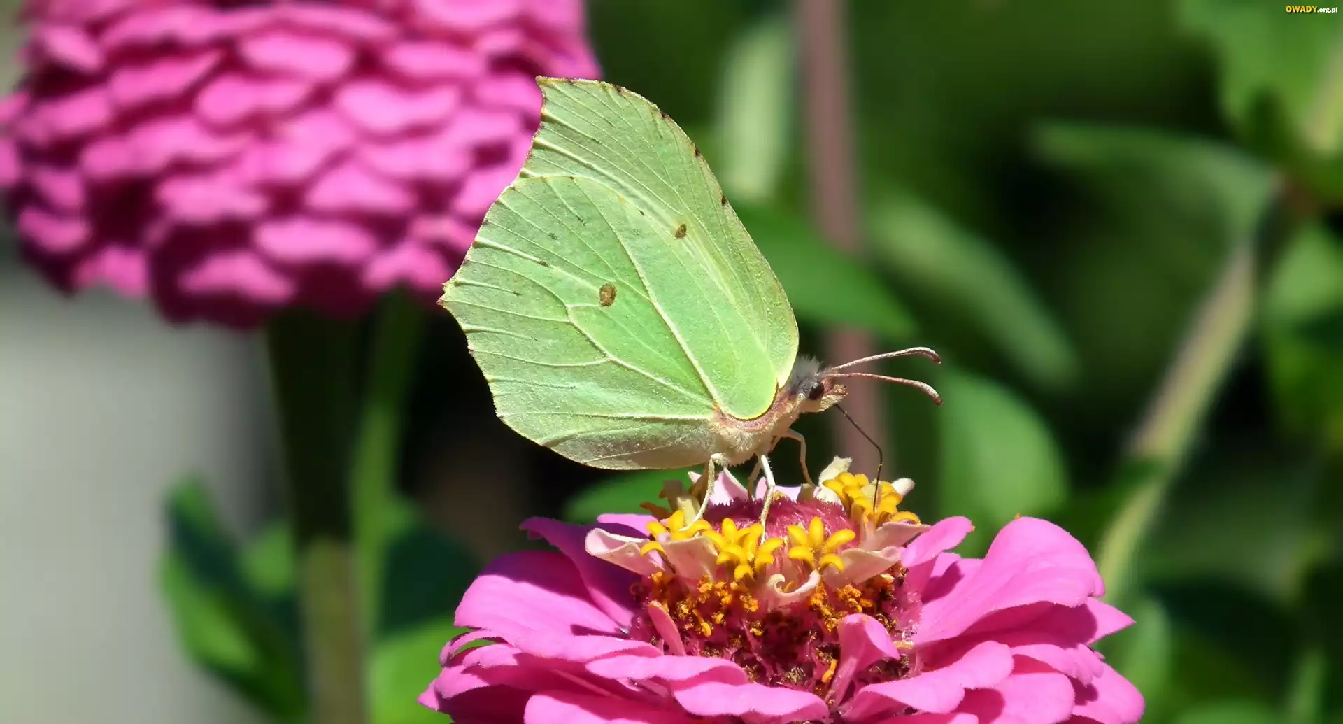 Motyl, Cytrynek, Kwiat, Cynia