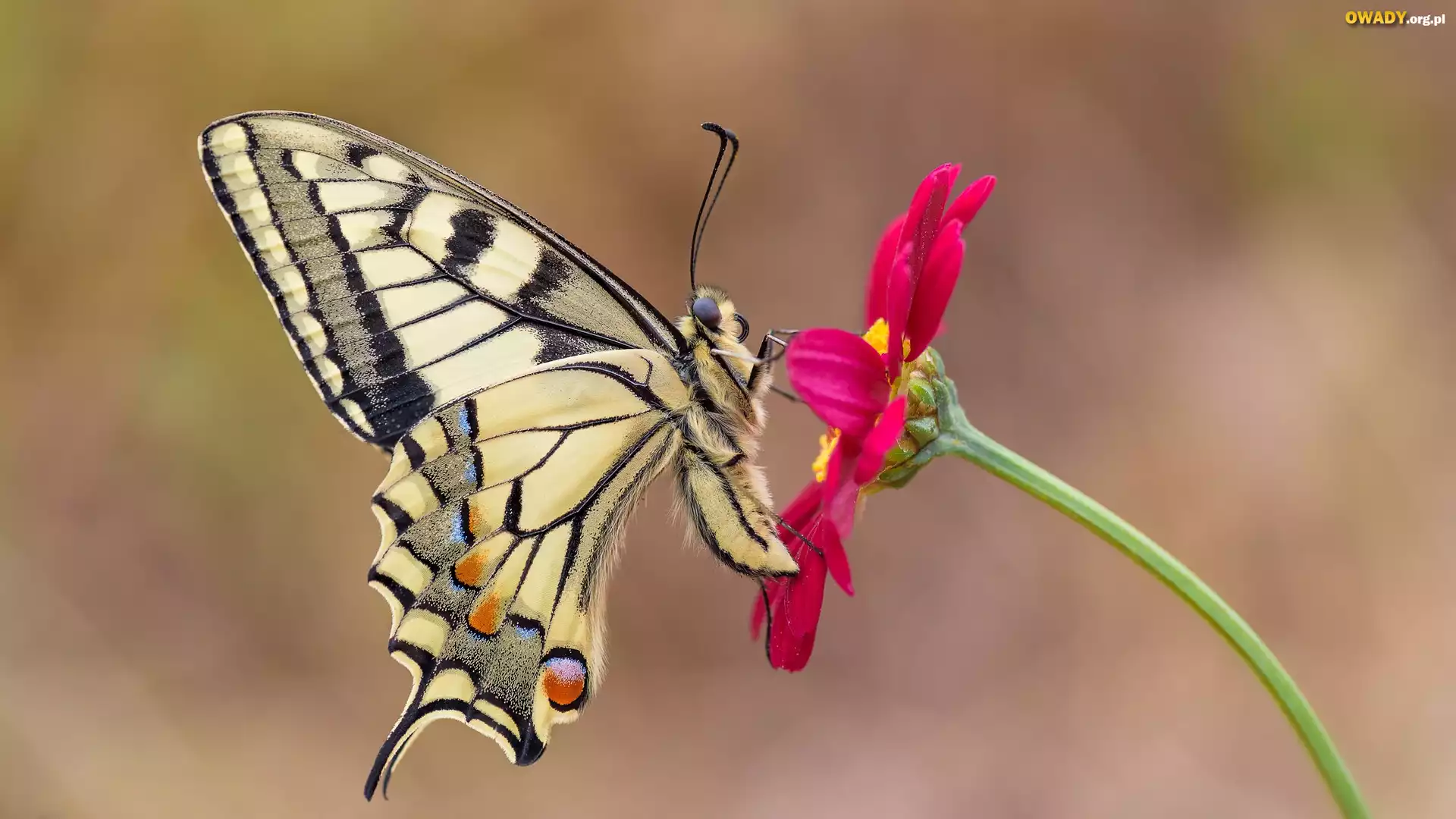 Motyl, Paź królowej, Czerwony, Kwiat, Makro